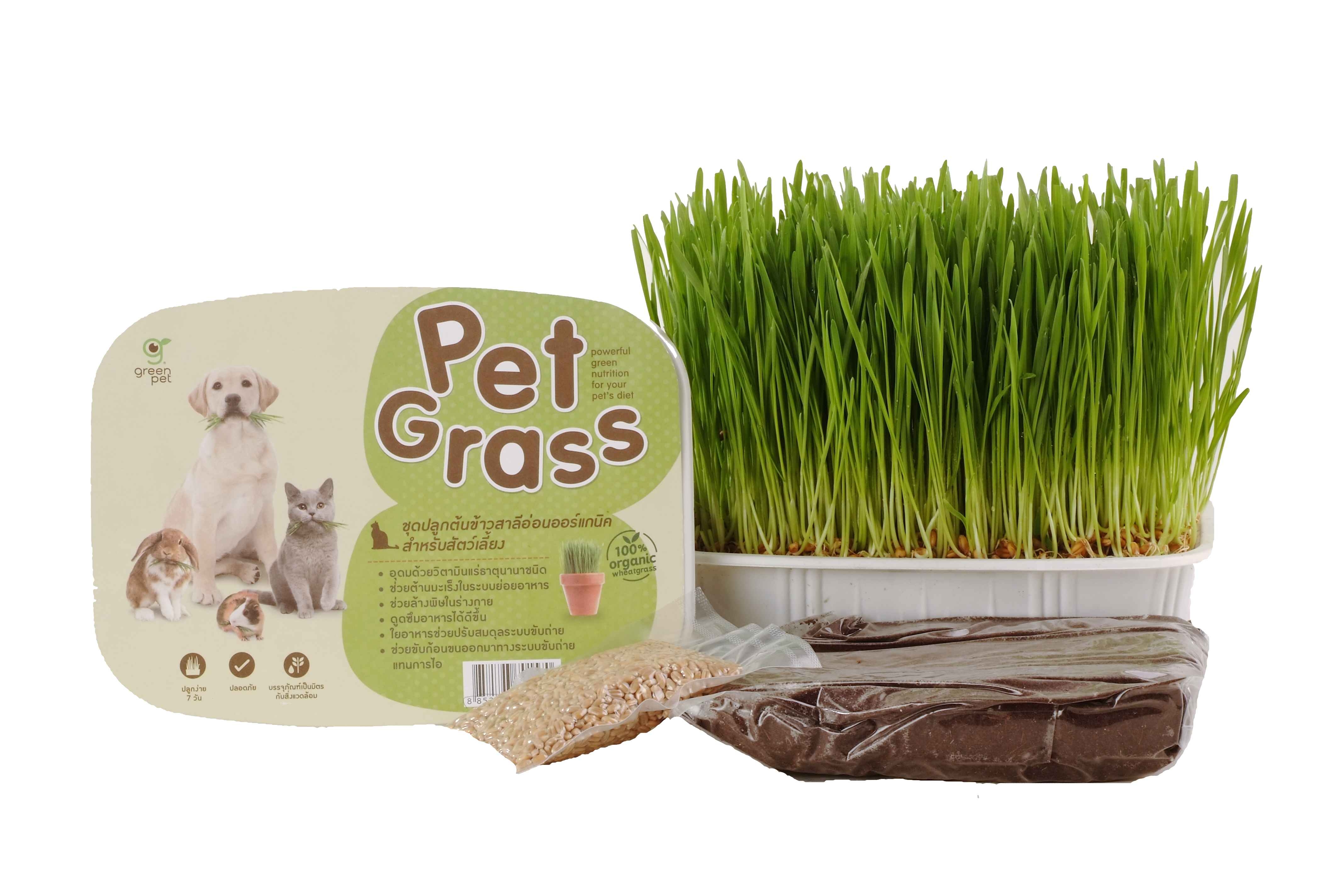 Pet Grass ข้าวสาลีอ่อน(green pet)