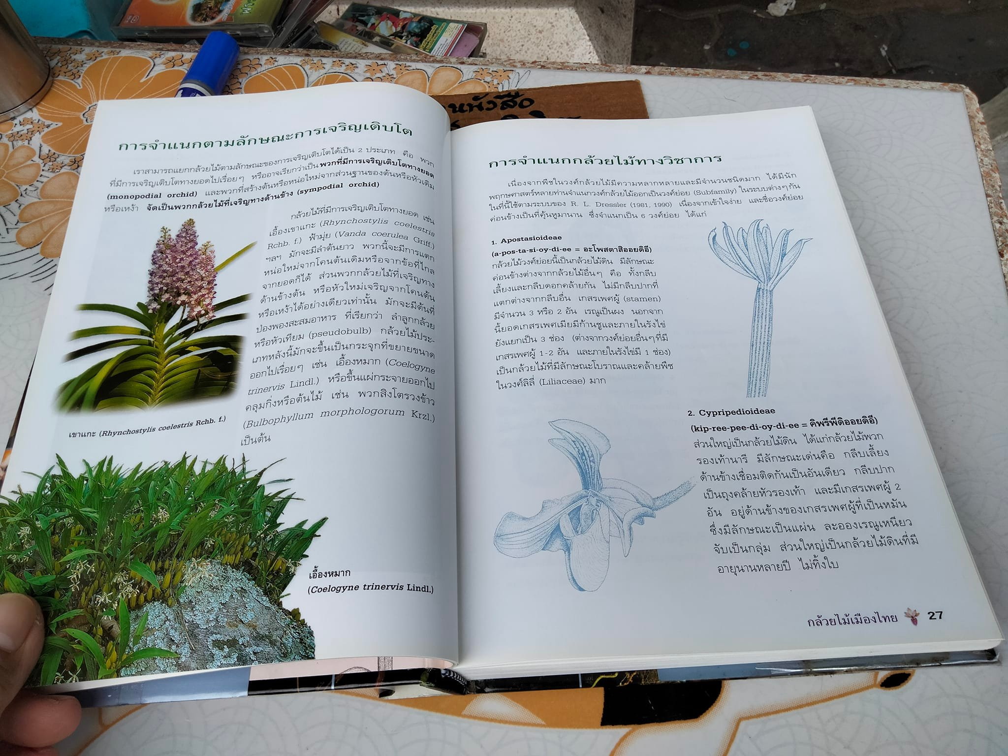 กล้วยไม้เมืองไทย - รศ. ดร.อบฉันท์ ไทยทอง **สินค้าหมด**