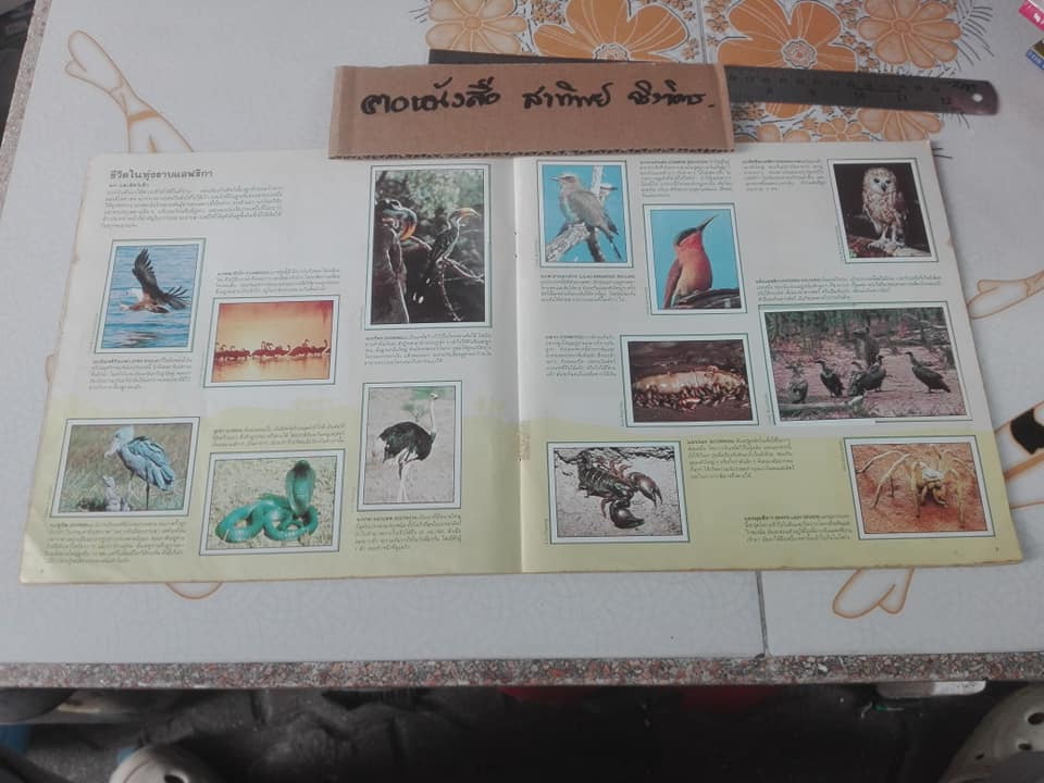 สมุดสะสมสติกเกอร์ ชีวิตสัตว์โลก (แปะครบ 240 รูป) ** สินค้าหมด**
