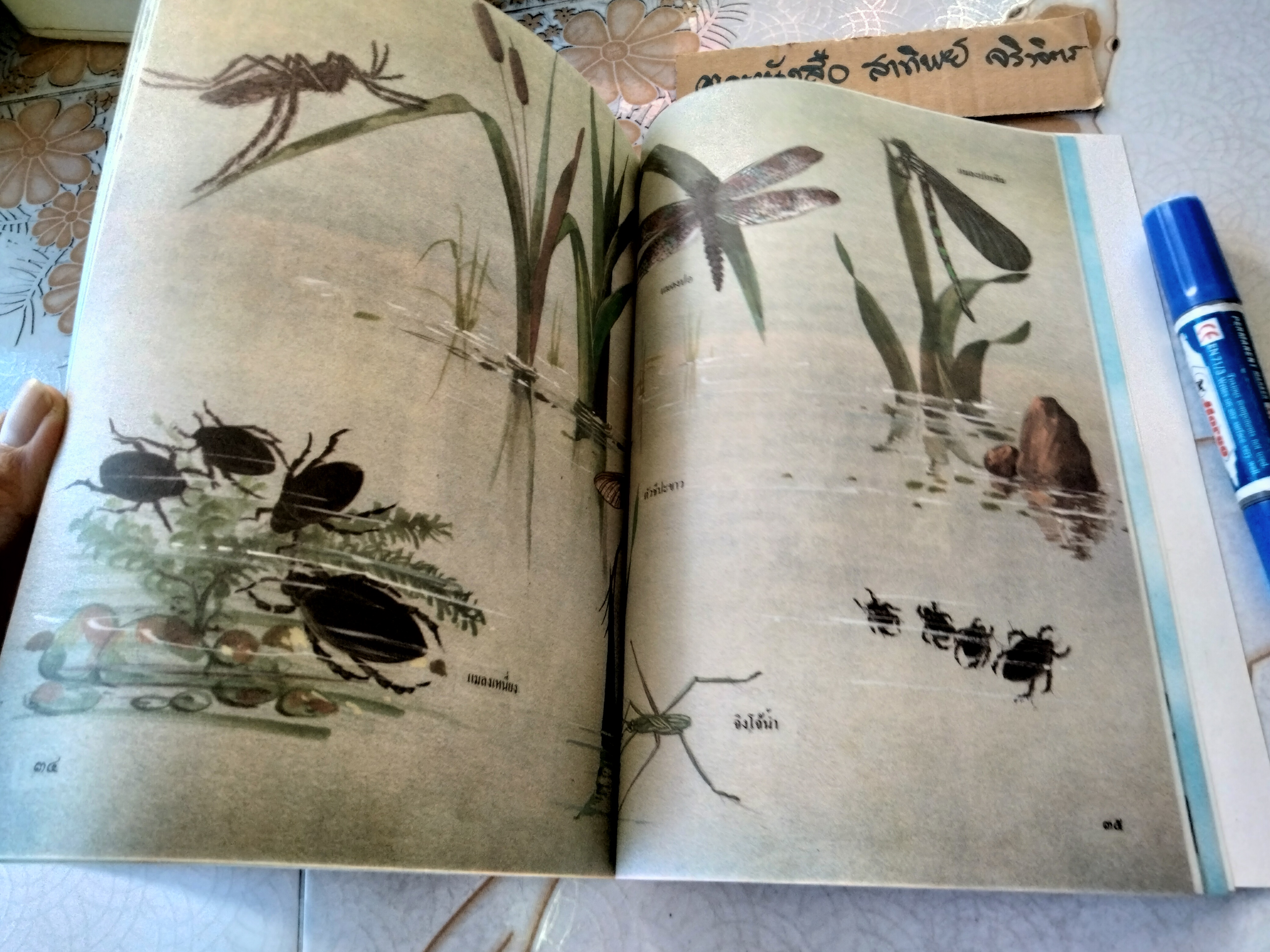 ในสระจ้อย #หนังสือส่งเสริมการอ่านระดับประถมศึกษา (หนังสือเตรียมทำหนังสือห้องสมุด-สภาพดี)