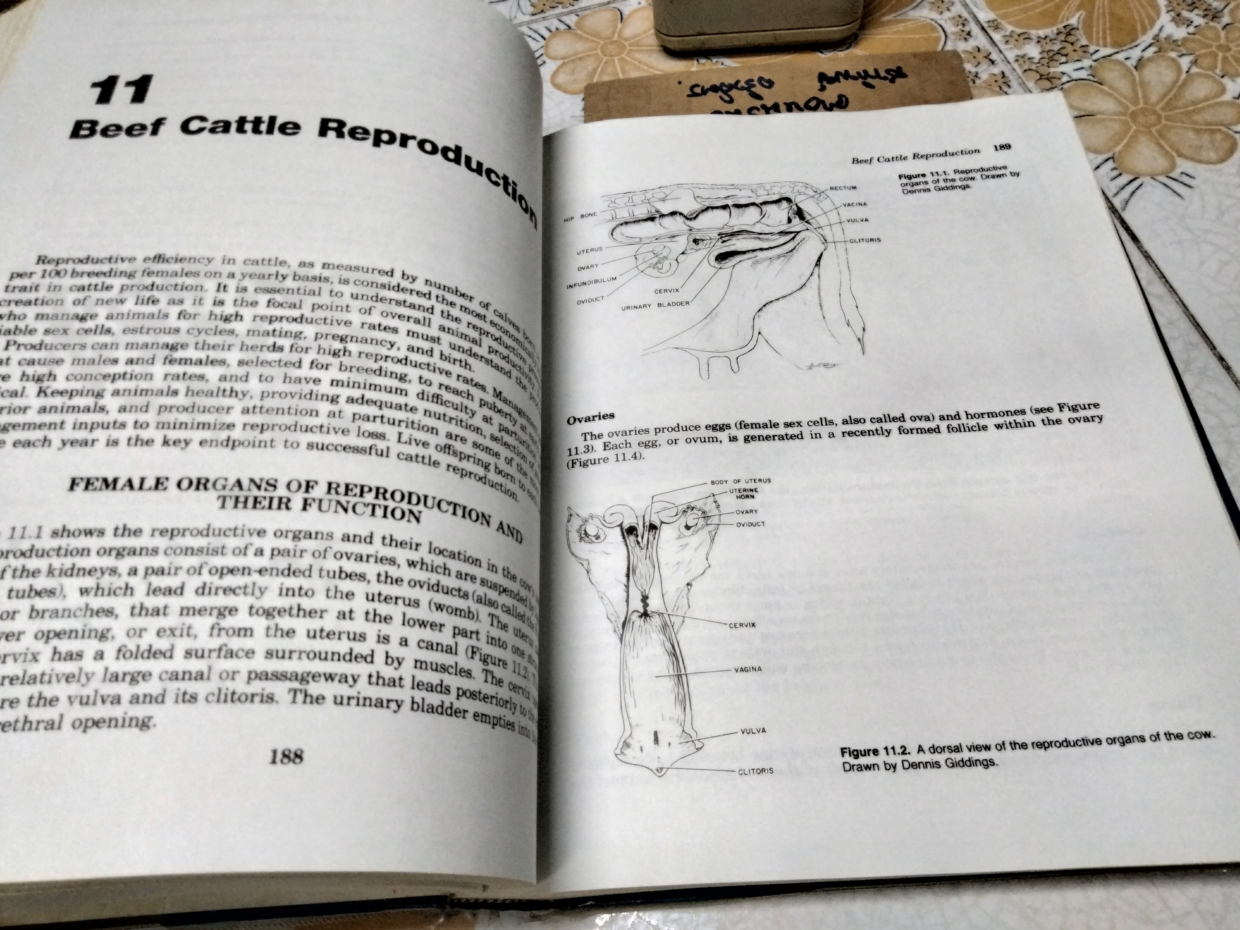 Beef Production and the Beef Industry A Beef Producer's Perspective. Robert E. Taylor