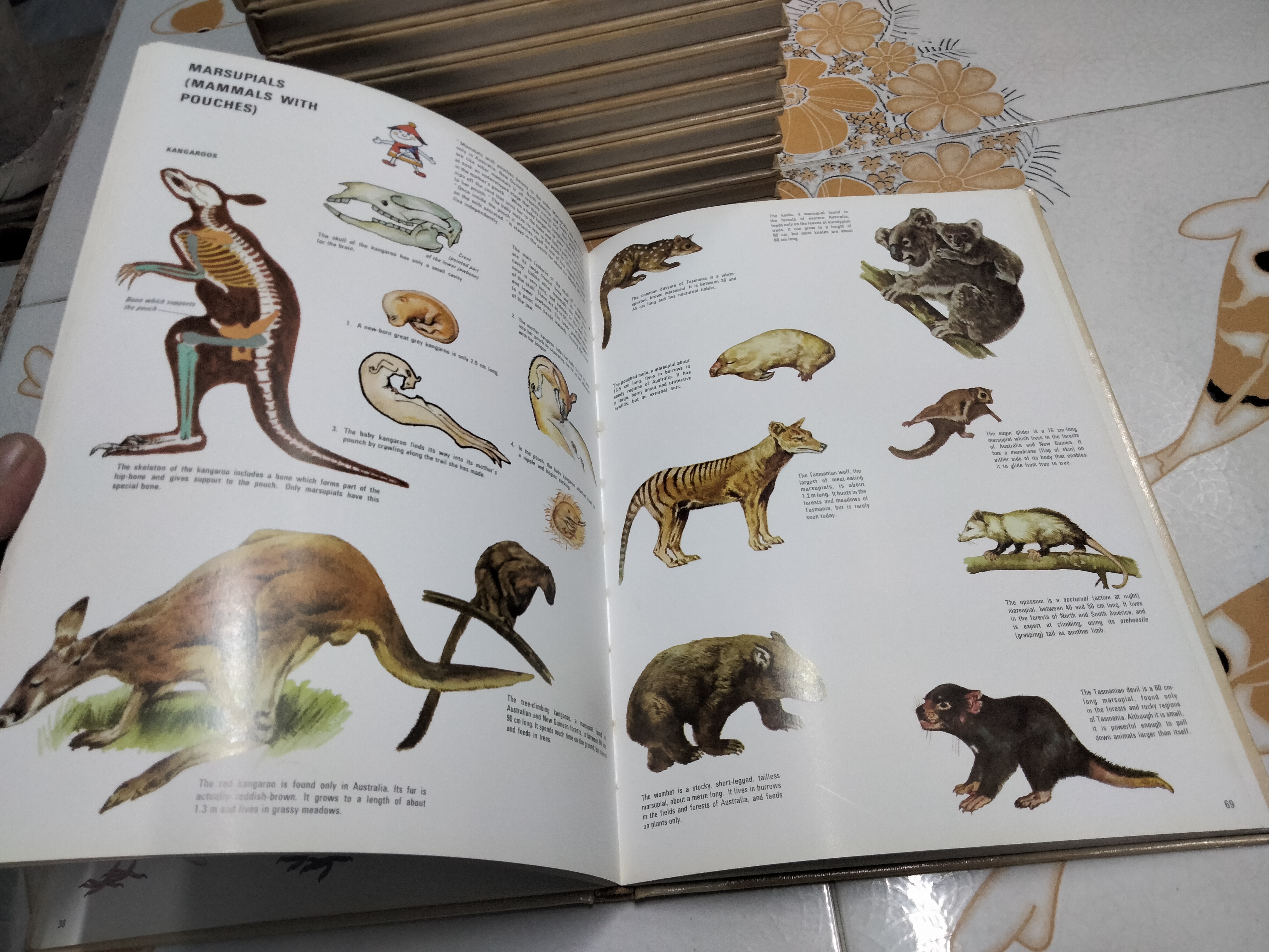 The Children's Treasurey of Knowledge (10 เล่มชุด)