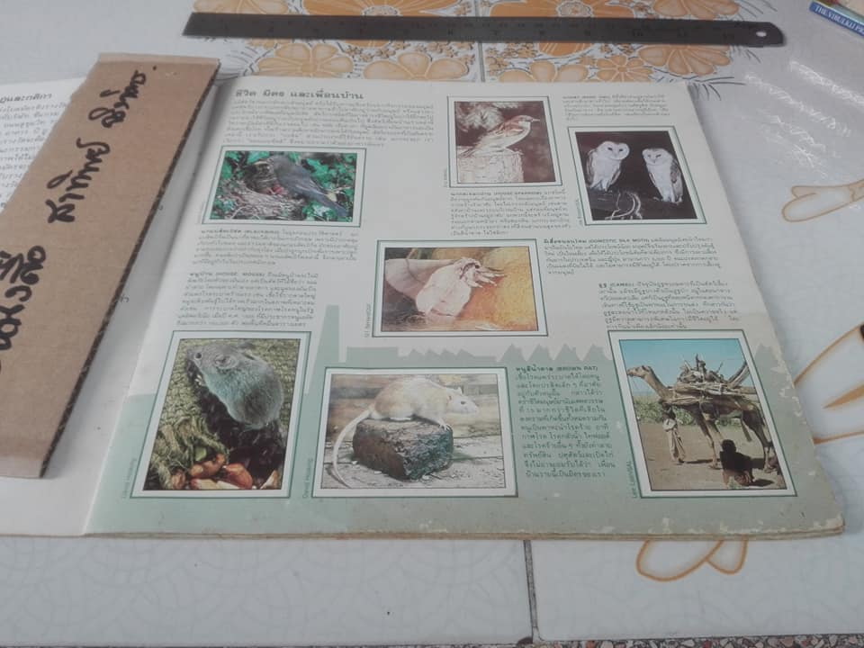 สมุดสะสมสติกเกอร์ ชีวิตสัตว์โลก (แปะครบ 240 รูป) ** สินค้าหมด**