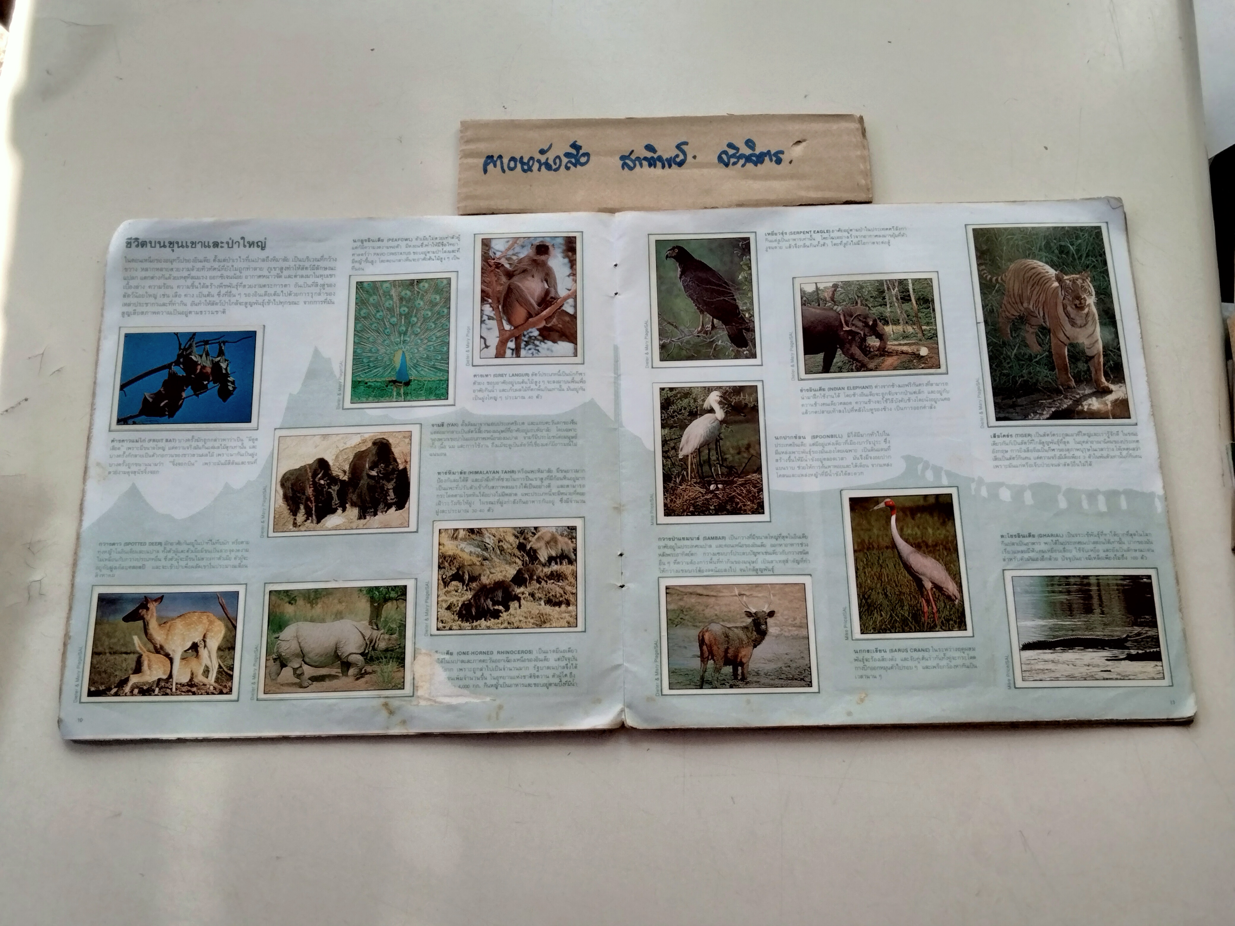 สมุดสะสมสติกเกอร์ ชีวิตสัตว์โลก (แปะครบ 240 รูป) หนังสือมือสอง สภาพพอใช้ **สินค้าหมด**