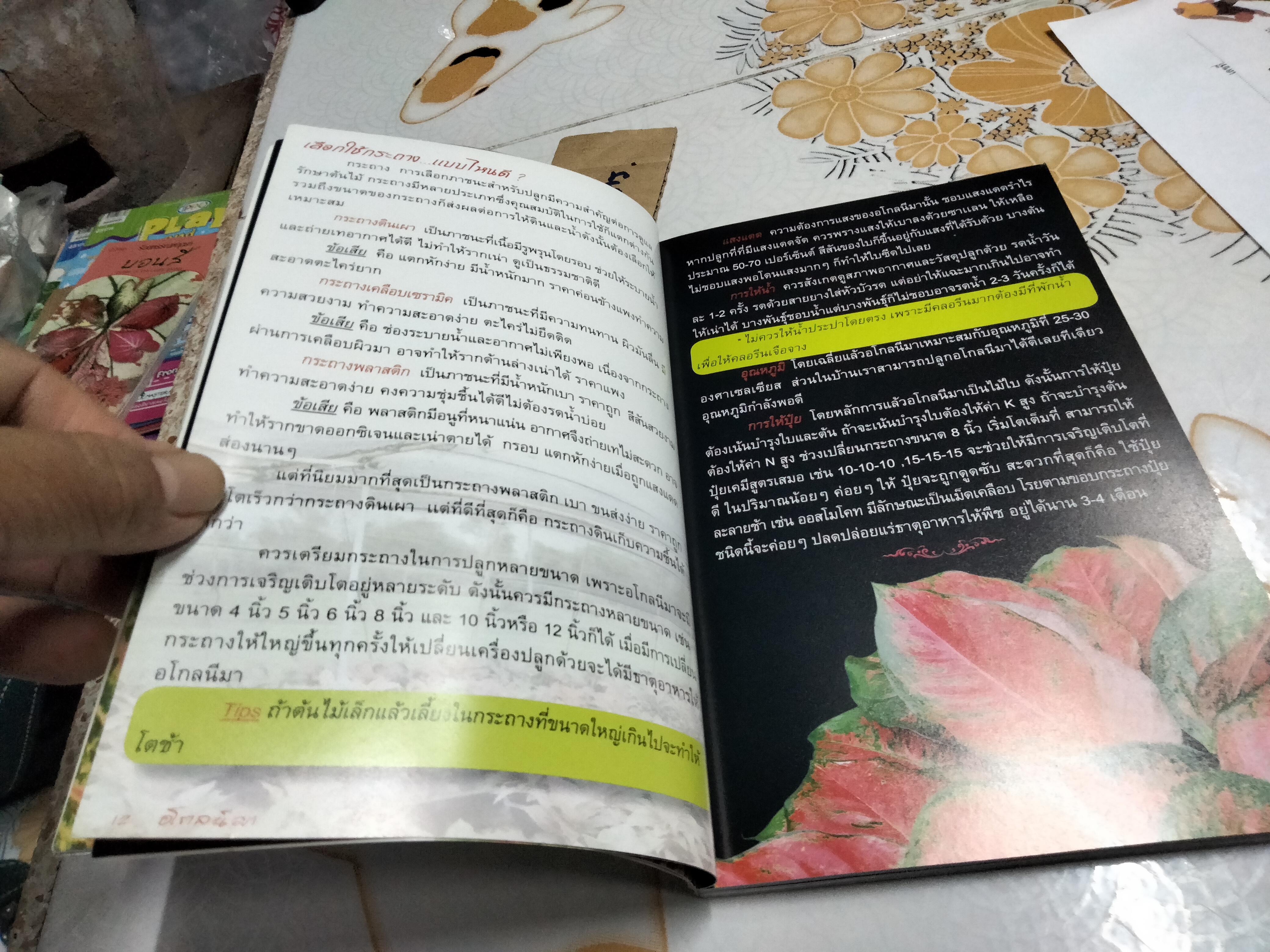 อโกลนีมา - ร้อยพรรณพฤกษา โดย อ.เศรษฐมันตร์ กาญจนกุล **สินค้าหมด**