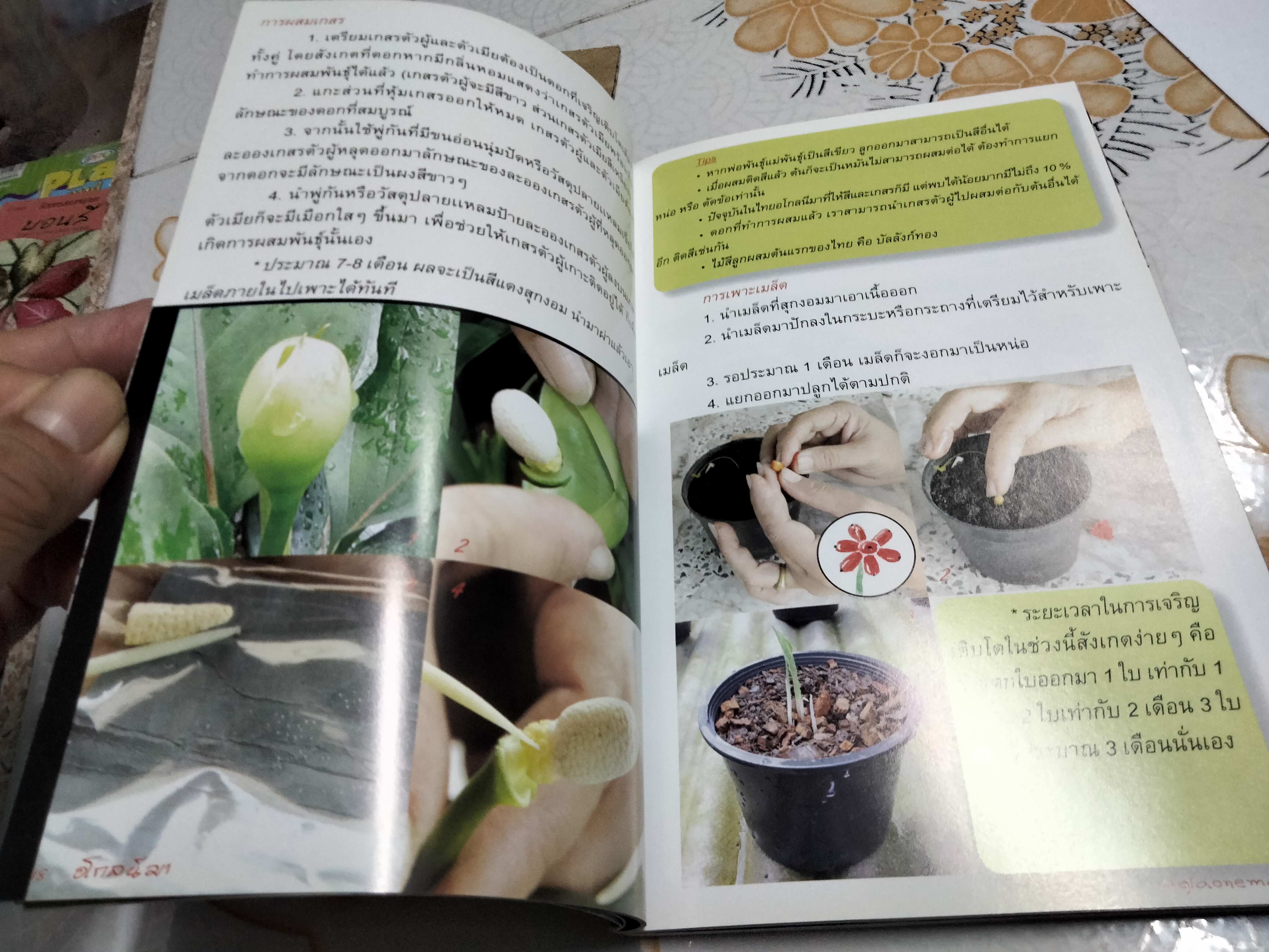 อโกลนีมา - ร้อยพรรณพฤกษา โดย อ.เศรษฐมันตร์ กาญจนกุล **สินค้าหมด**