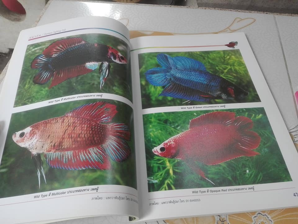 คู่มือการเพาะเลี้ยงและการคัดสายพันธุ์ ปลากัด ฉบับสมบูรณ์ เรียบเรียงโดย ธนากร ฤทธิ์ไธสง