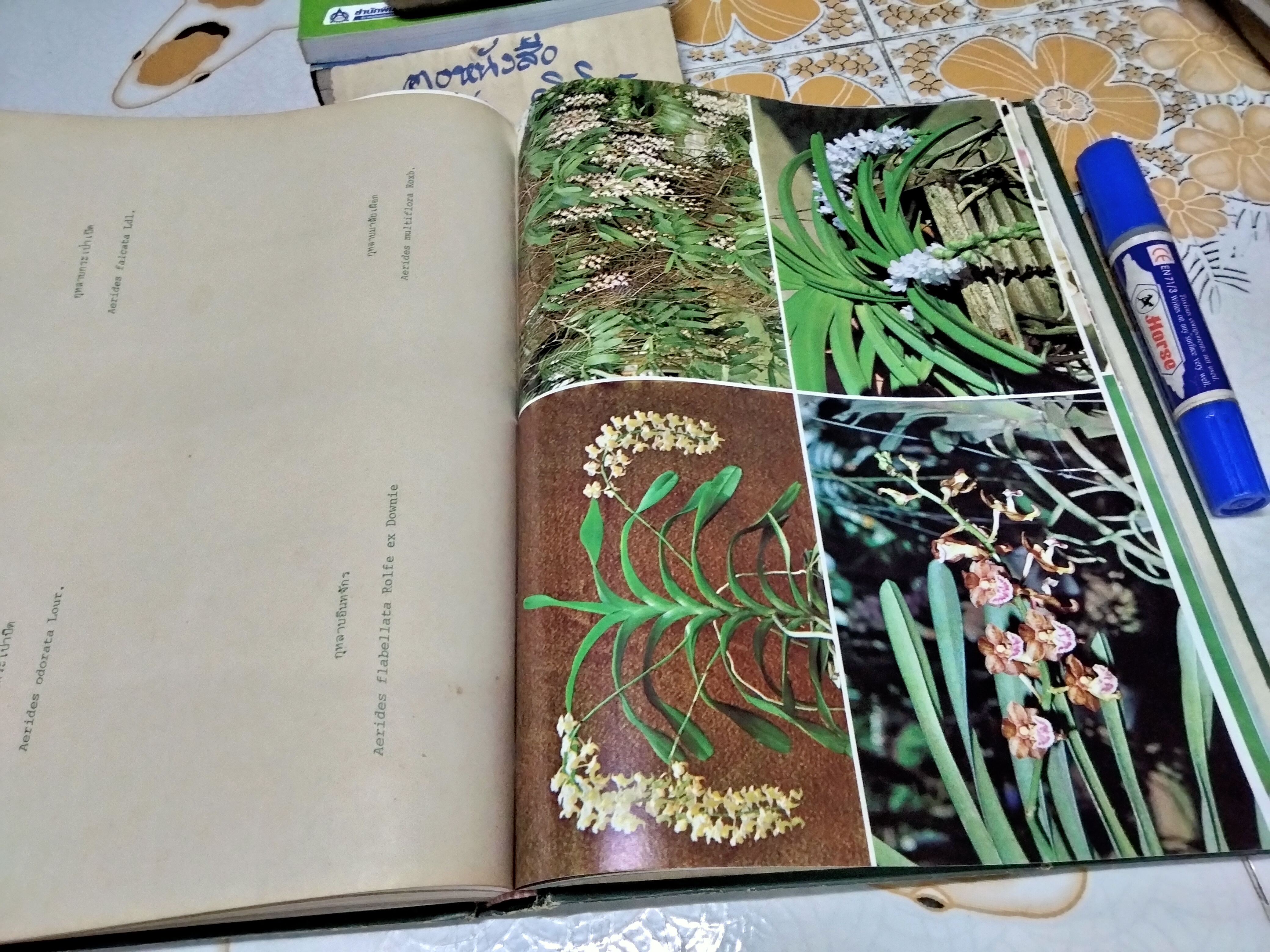 ตำรากล้วยไม้สำหรับผู้เริ่มต้น โดย ไพบูลย์ ไพรีพ่ายฤทธิ์ พิมพ์ครั้งแรก ธันวาคม 2521