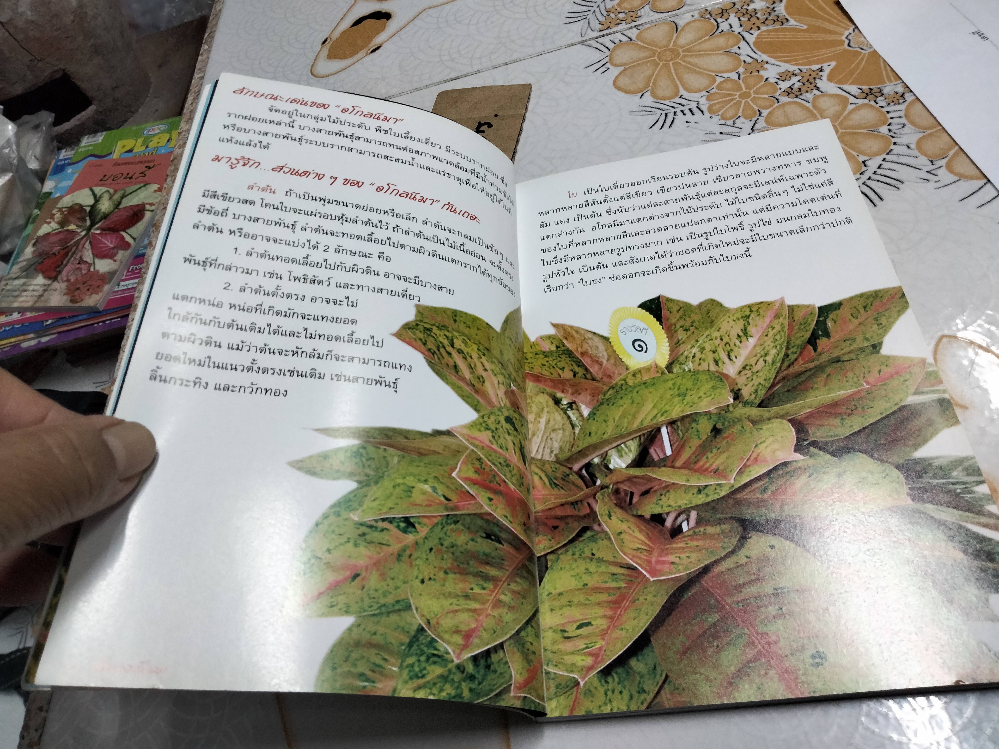 อโกลนีมา - ร้อยพรรณพฤกษา โดย อ.เศรษฐมันตร์ กาญจนกุล **สินค้าหมด**