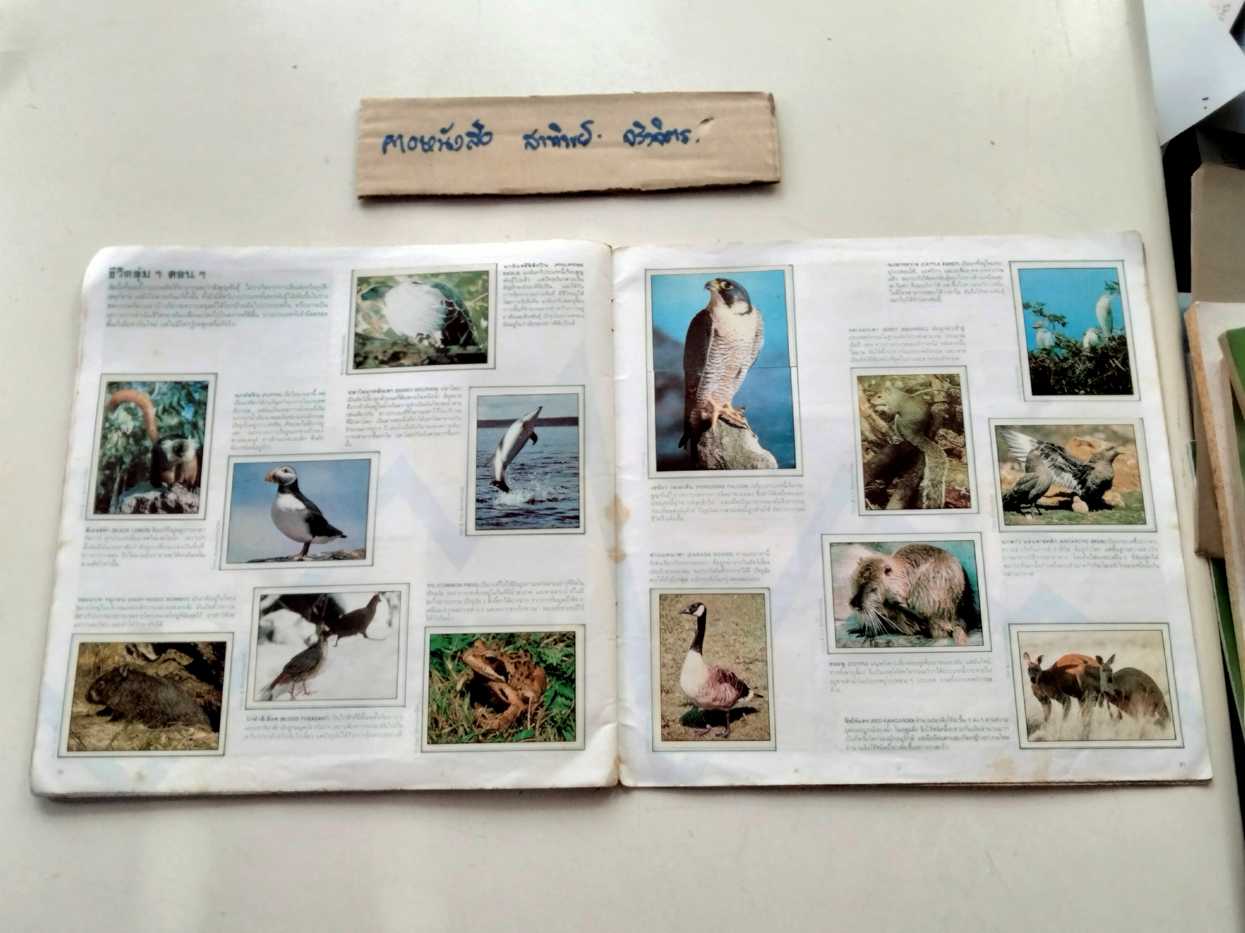 สมุดสะสมสติกเกอร์ ชีวิตสัตว์โลก (แปะครบ 240 รูป) หนังสือมือสอง สภาพพอใช้ **สินค้าหมด**