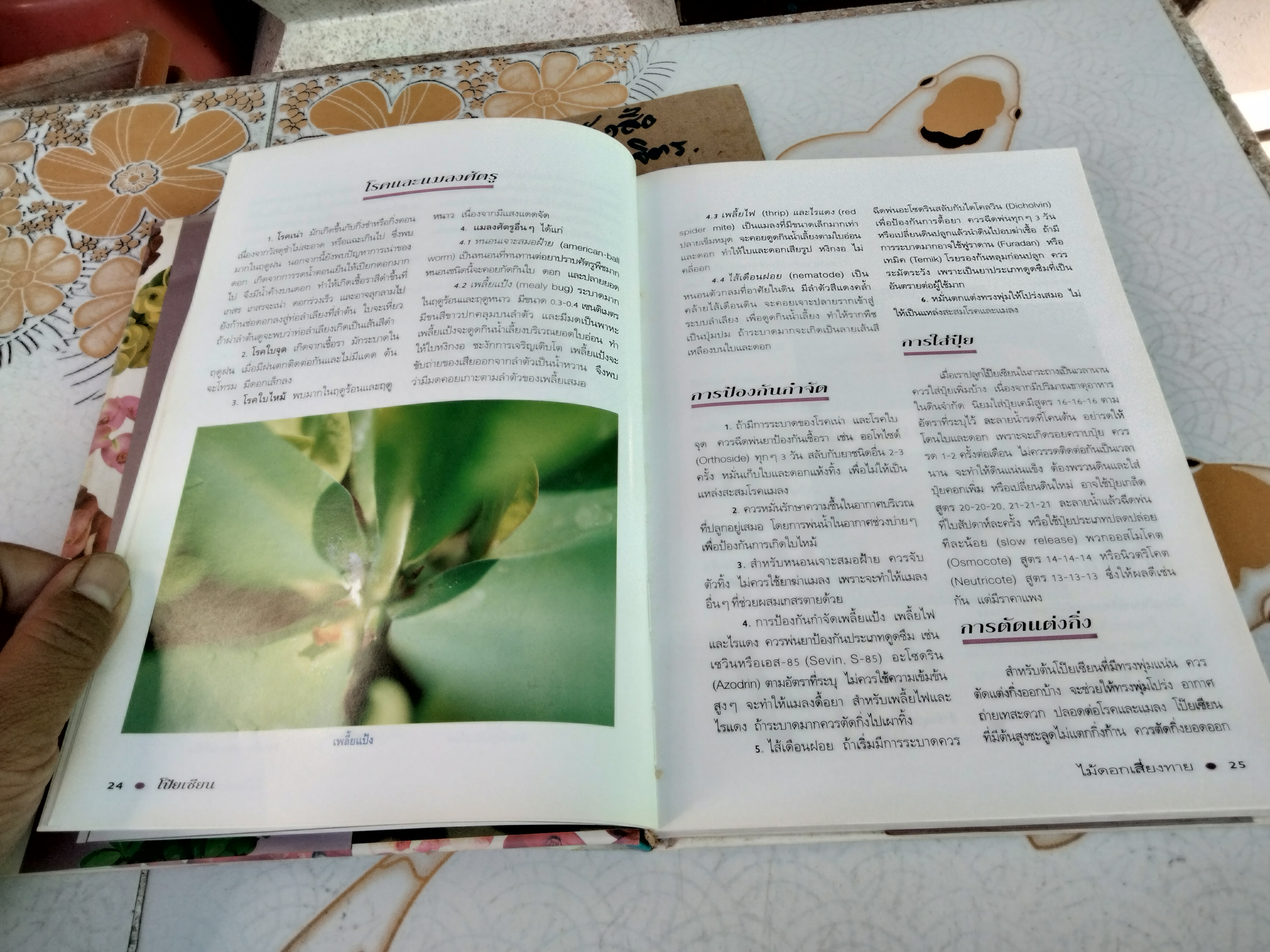 โป๊ยเซียน ไม้ดอกเสี่ยงทาย เล่ม 1 อุไร จิรมงคลการ เรียบเรียง , พิมพ์ครั้งแรก พ.ศ 2538