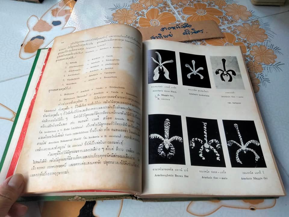 สรุปคำบรรยายการอบรมวิชา หลักการเพาะปลูกกล้วยไม้ ของ สมาคมกล้วยไม้แห่งประเทศไทย