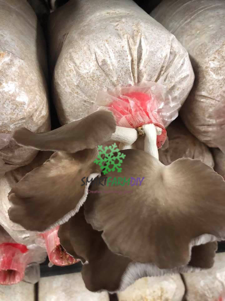 โรงเรือนเพาะเห็ดควบคุมอุณหภูมิความชื้นพร้อมระบบ (IoT)