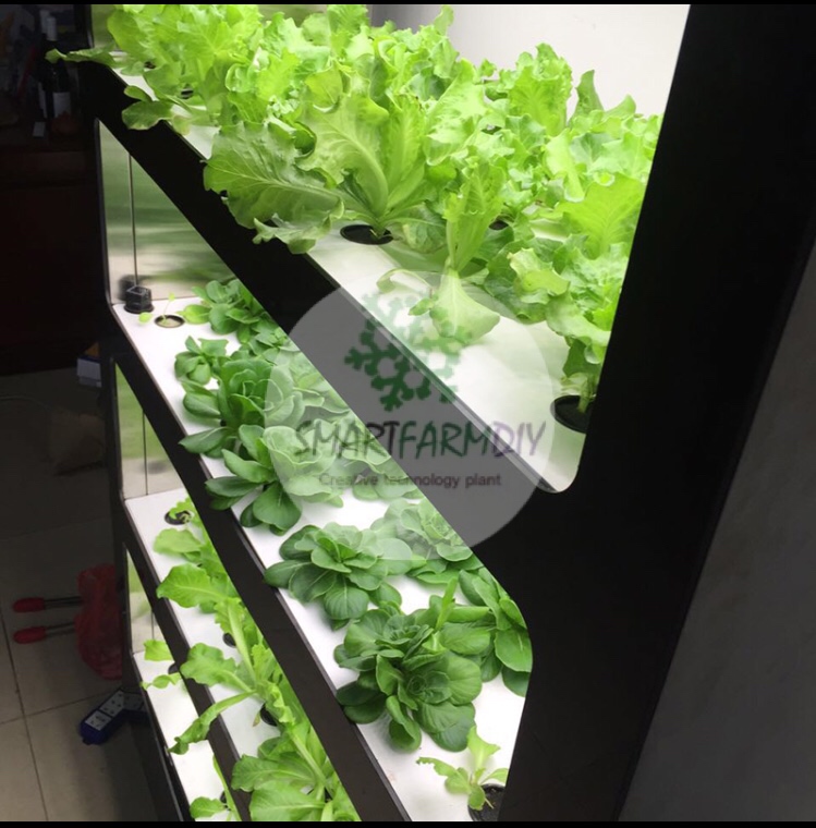 ตู้ปลูกผักอัจฉริยะ