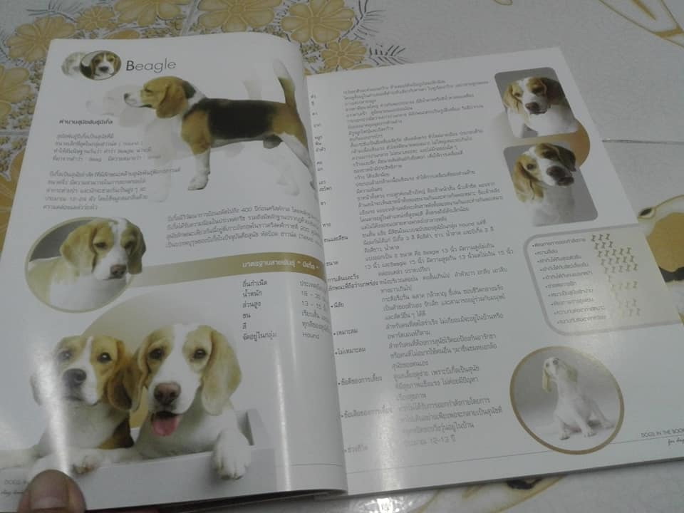 DOGS IN THE BOOK - 32 หมา...ที่คนอยากอวด