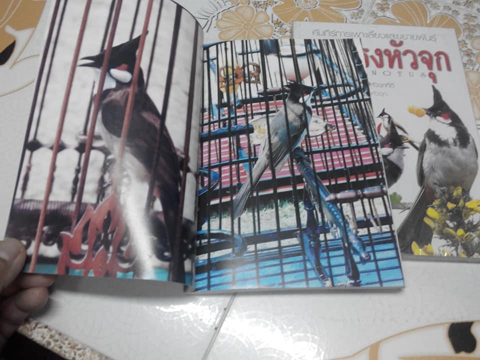 คัมภีร์การเพาะเลี้ยงและขยายพันธุ์ นกกรงหัวจุก PYCNONOTUS **สินค้าหมด**