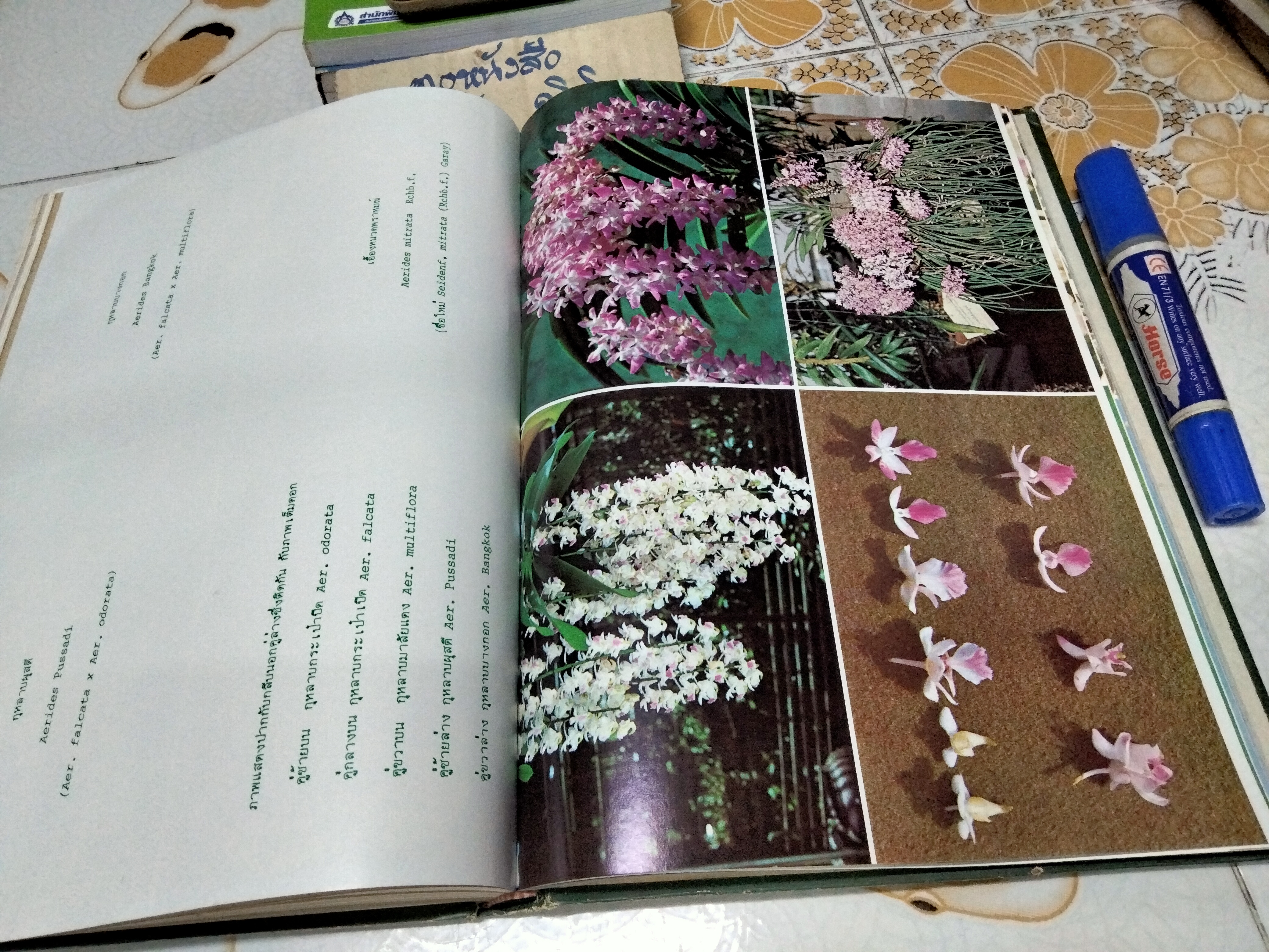 ตำรากล้วยไม้สำหรับผู้เริ่มต้น โดย ไพบูลย์ ไพรีพ่ายฤทธิ์ พิมพ์ครั้งแรก ธันวาคม 2521