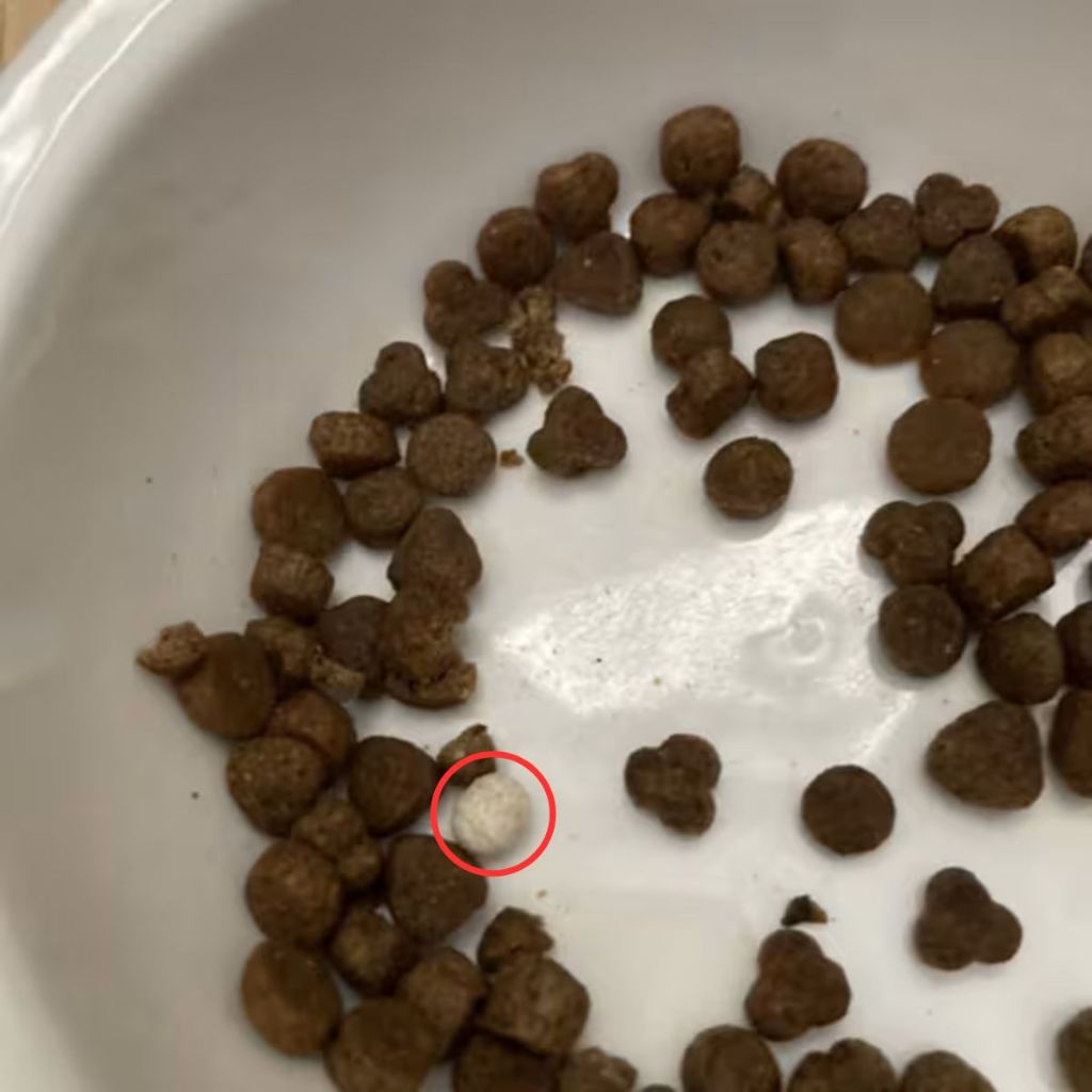 Hyperbiotics® Pro-Pets Probiotic For Dogs&Cats 60 Micro-Pearls โพรไบโอติกส์ สำหรับสุนัขและแมว