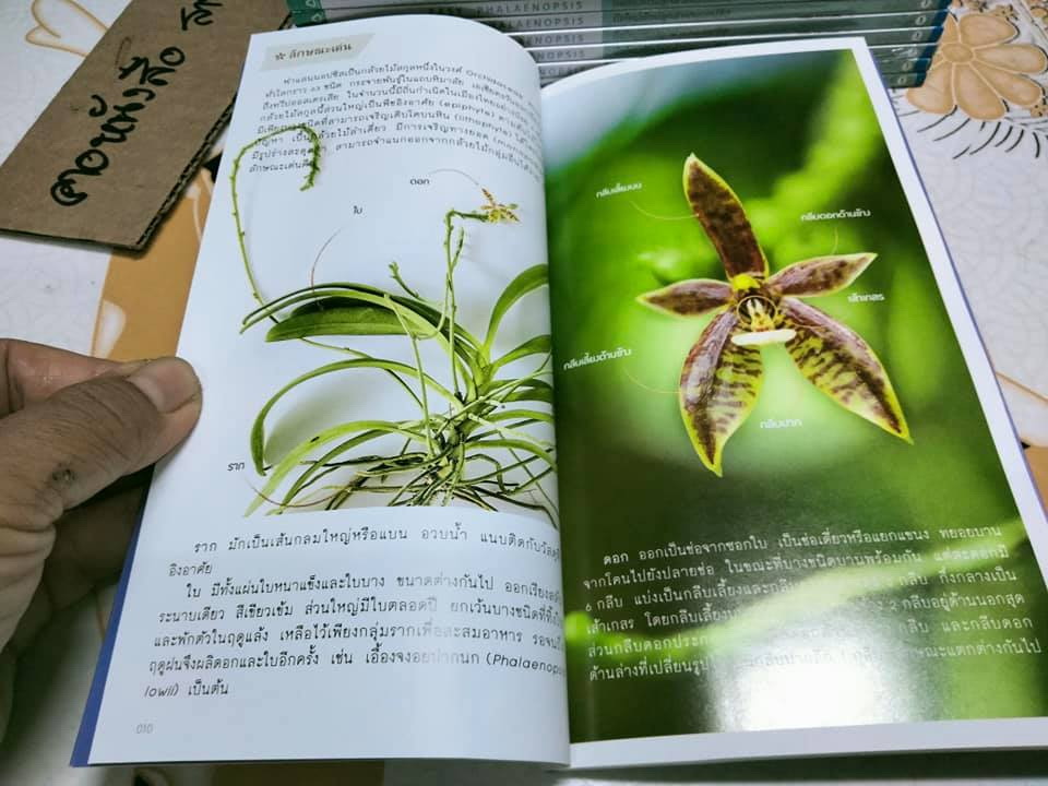 มือใหม่หัดปลูกฟาแลนนอปซิส (Easy Phalaenopsis) โดย ภวพล ศุภนันทนานนท์ , มือหนึ่ง ในซีล