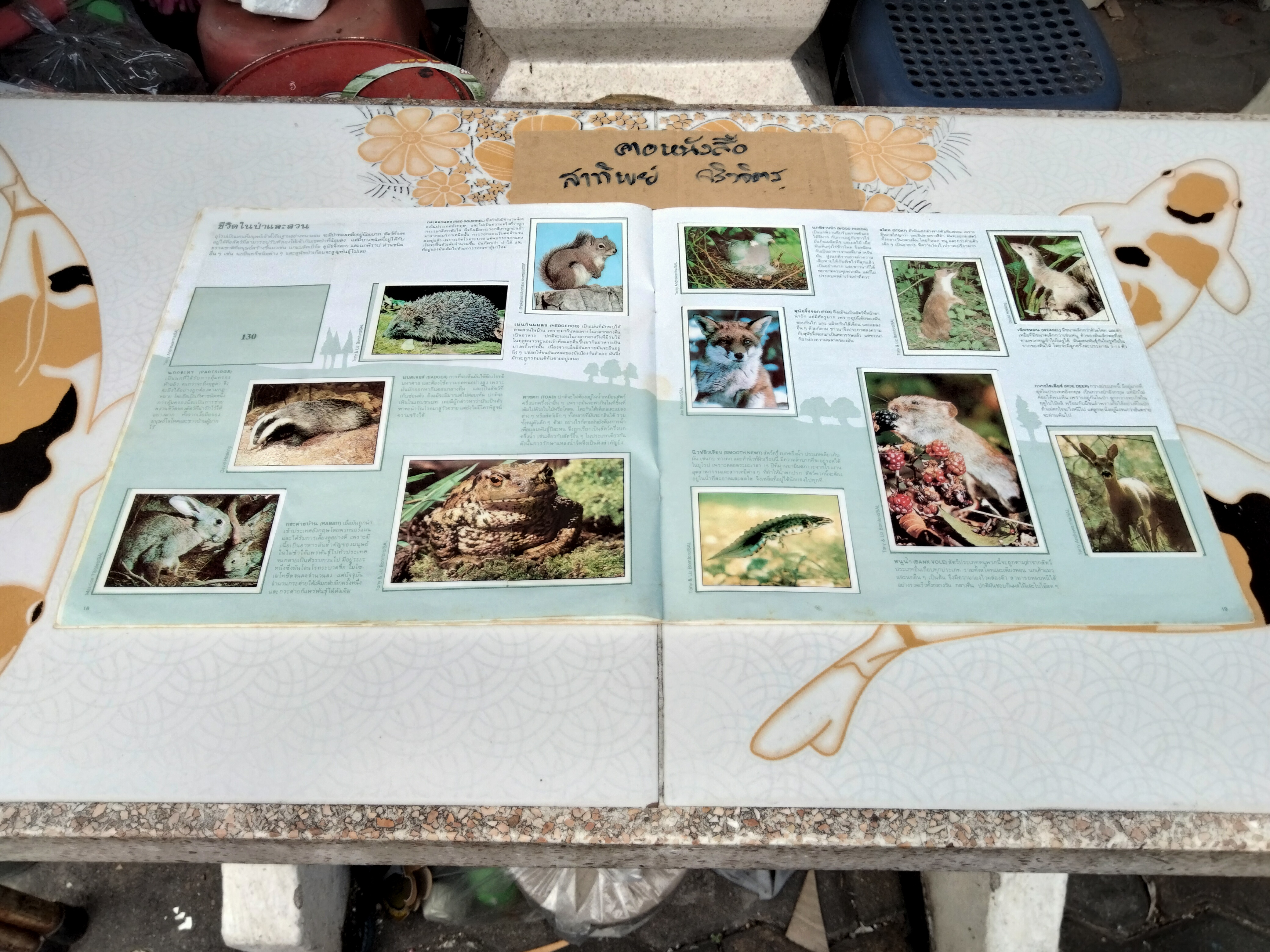 สมุดสะสมสติกเกอร์ ชีวิตสัตว์โลก (แปะสติกเกอร์ 178 รูป จากทั้งหมด 240 รูป) **สินค้าหมด**