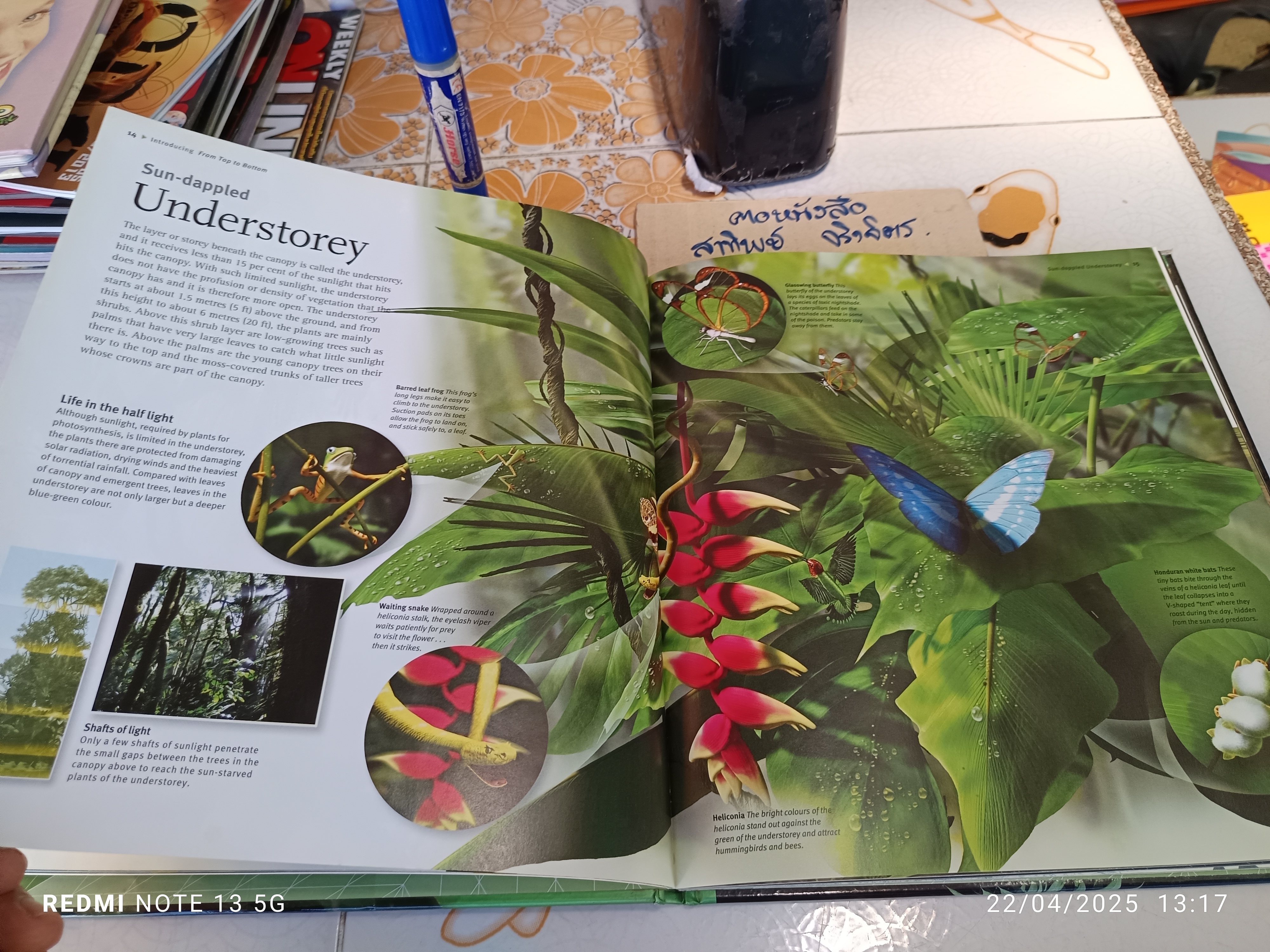 Rainforest , A Templar book , first printed 2008 ฉบับภาษาอังกฤษ