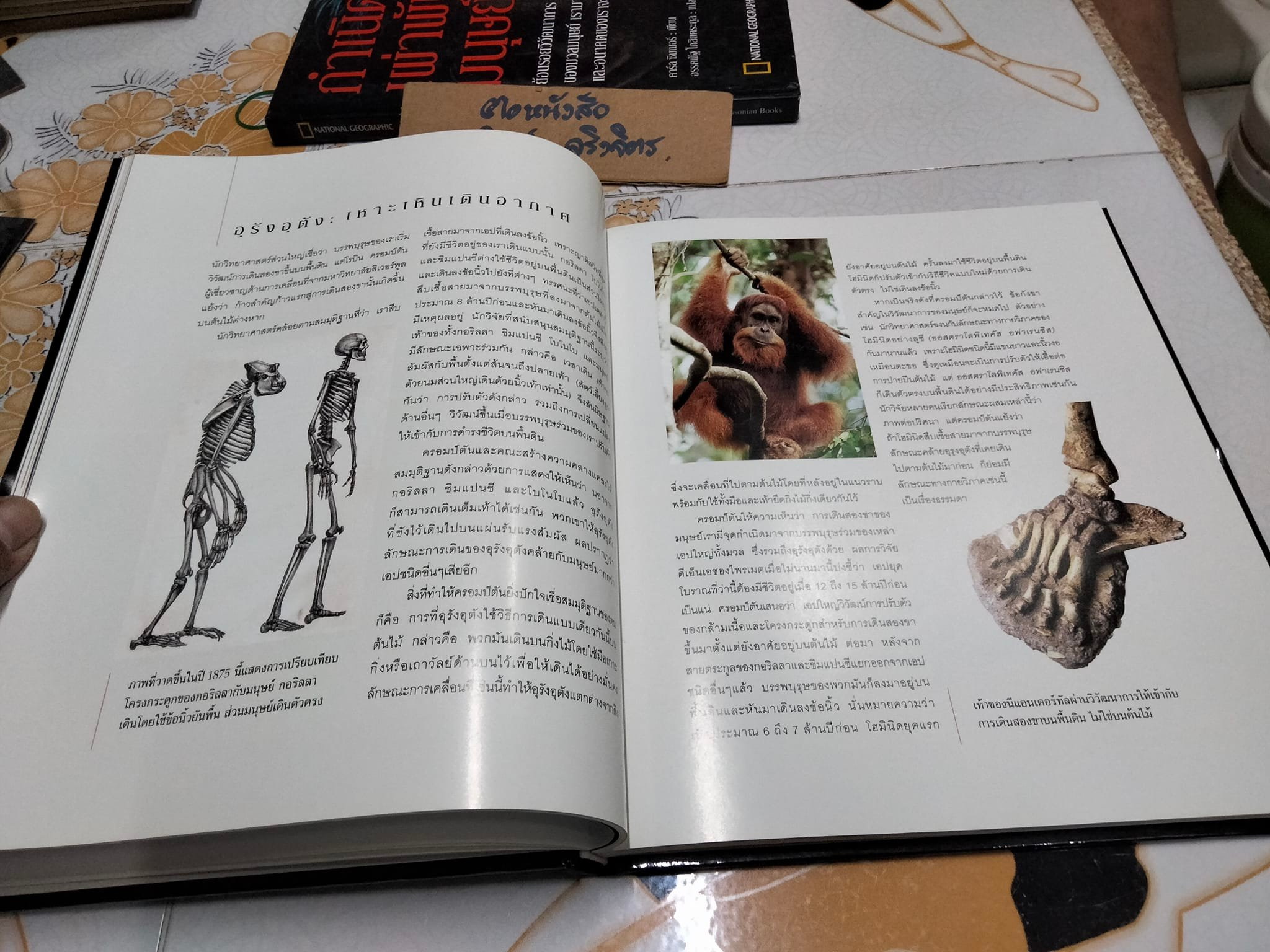 กำเนิดเผ่าพันธุ์มนุษย์ คาร์ล ซิมเมอร์ เขียน - อรรคพัฐโกสิยตระกูล แปล (NATIONAL GEOGRAPHY ปกแข็ง) **สินค้าหมด**