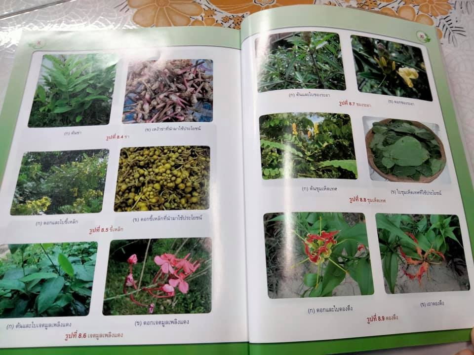 การผลิตพืชสมุนไพร - มณฑา ลิมปิยประพันธ์