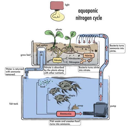 ระบบ aquaponics ปลูกพืชพร้อมกับเลี้ยงสัตว์ในระบบนิเวศน์