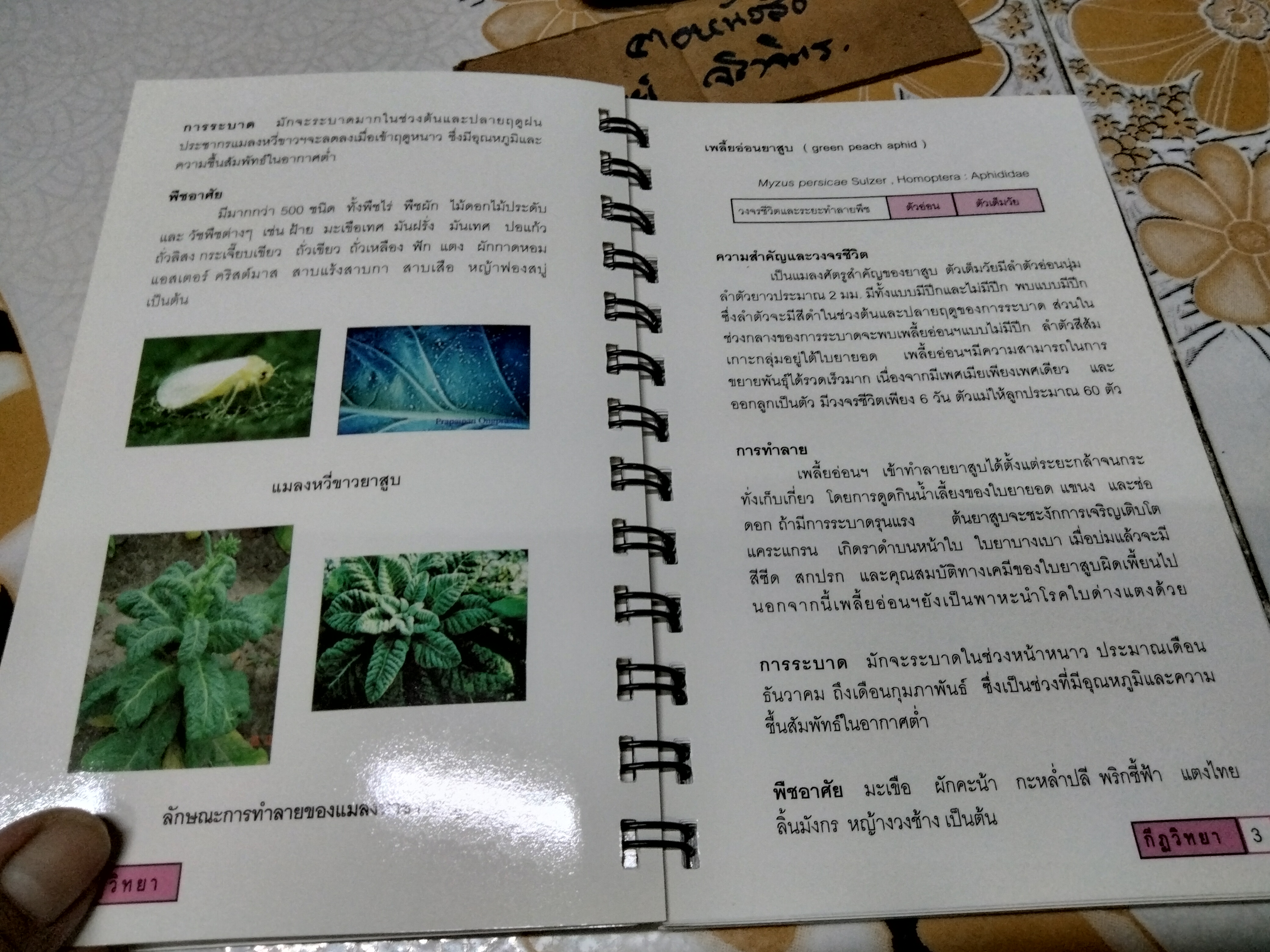 คู่มือ แมลงยาสูบ Tobacco Insect โดย กองกีฏวิทยา สถานีทดลองยาสูบแม่โจ้ (พิมพ์ครั้งแรก 2549 จำนวน 1,000 เล่ม)