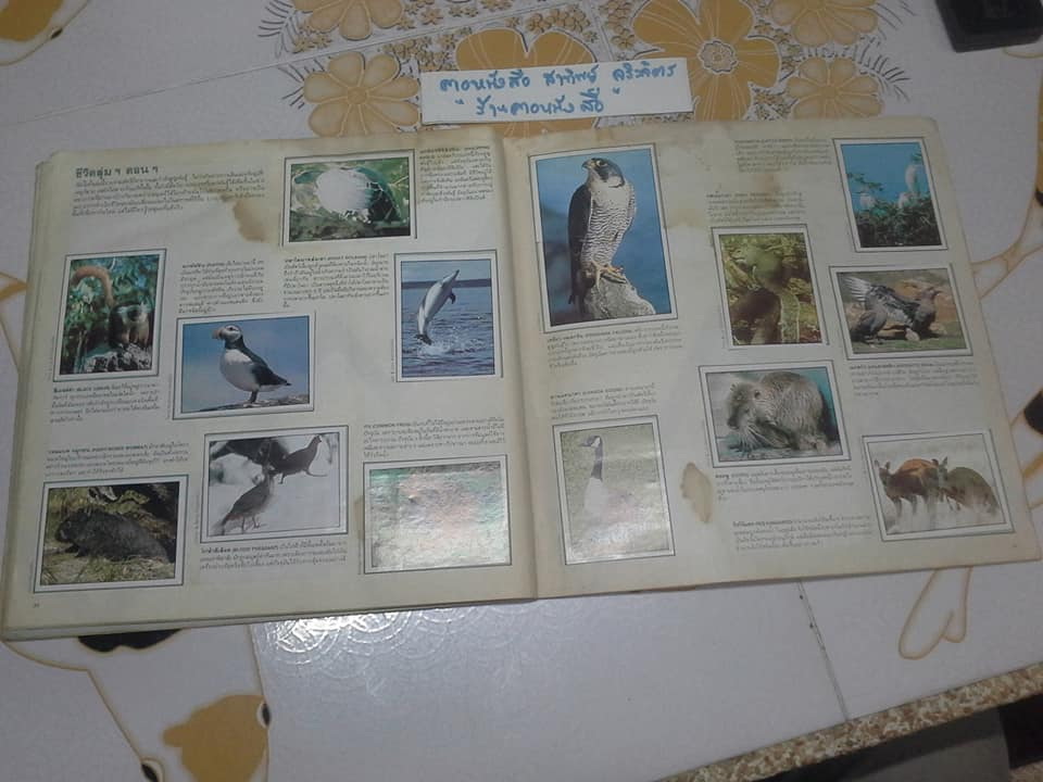 สมุดสะสมสติกเกอร์ ชีวิตสัตว์โลก - แปะครบ (ตัวเล่มมีคราบน้ำ มุมบนมีรอยยับ) **สินค้าหมด**