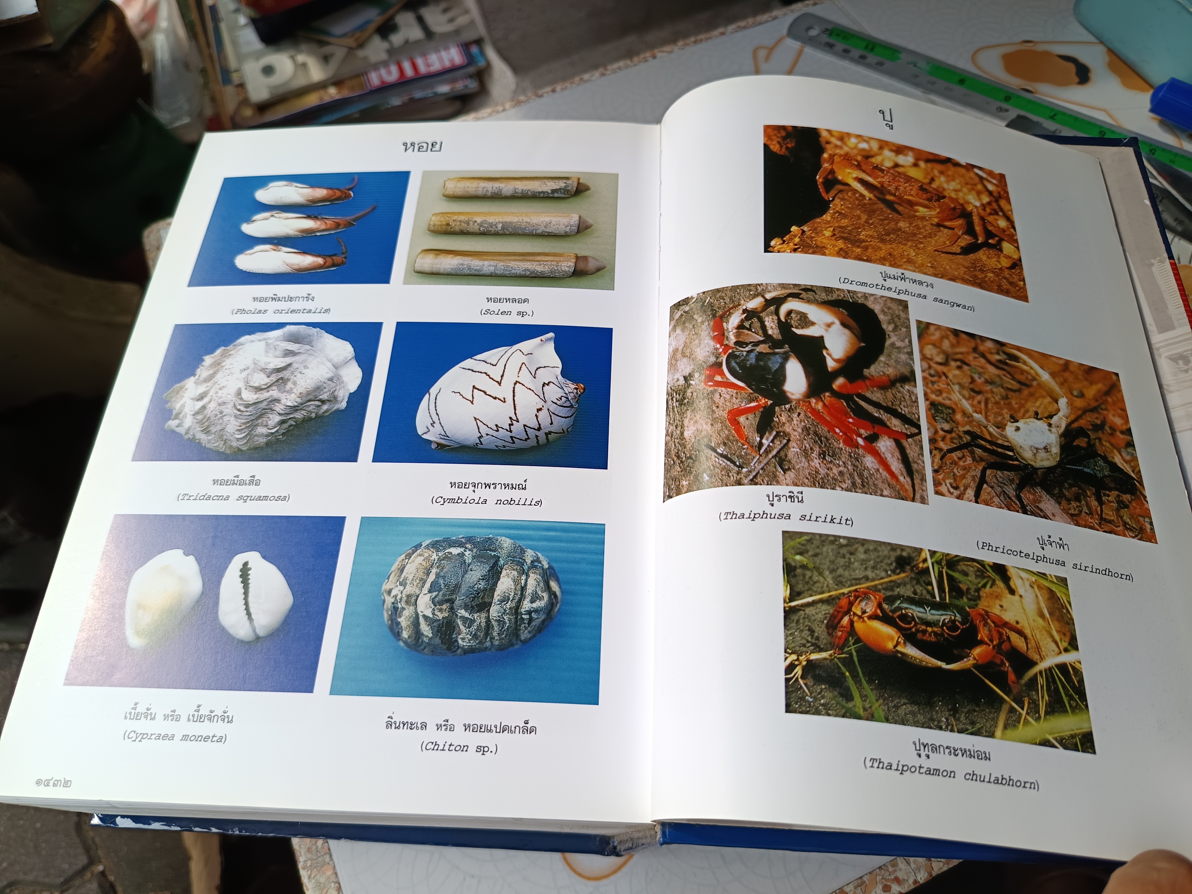 พจนานุกรม ฉบับราชบัณฑิตยสถาน พ.ศ 2542