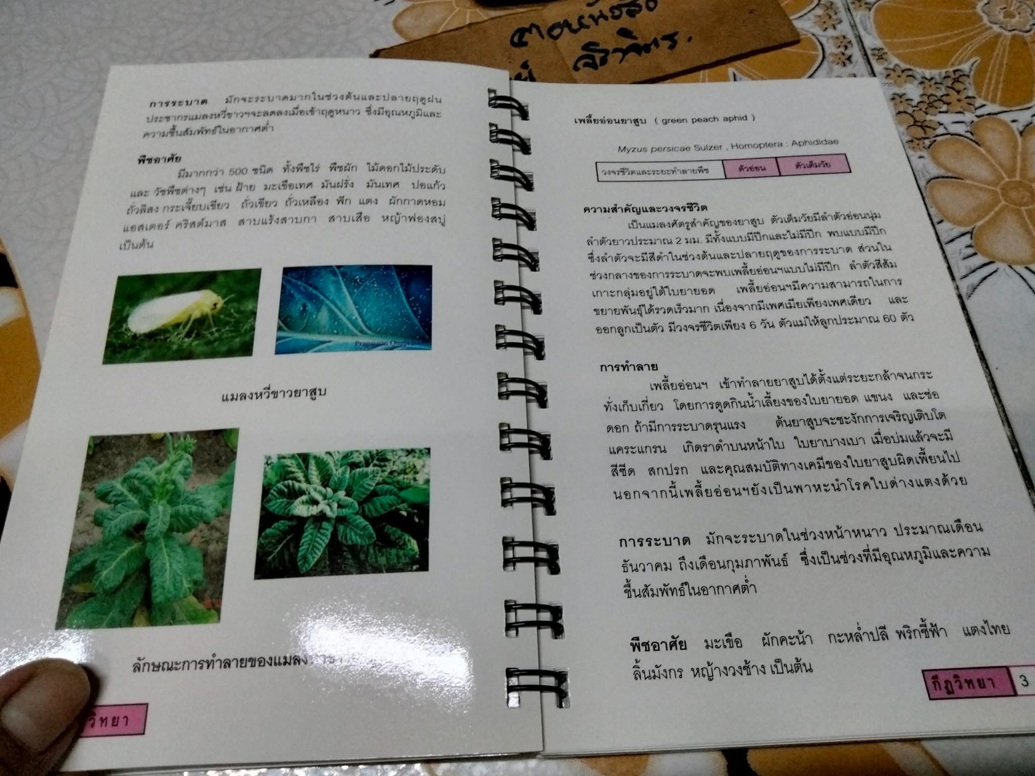 คู่มือ แมลงยาสูบ Tobacco Insect โดย กองกีฏวิทยา สถานีทดลองยาสูบแม่โจ้