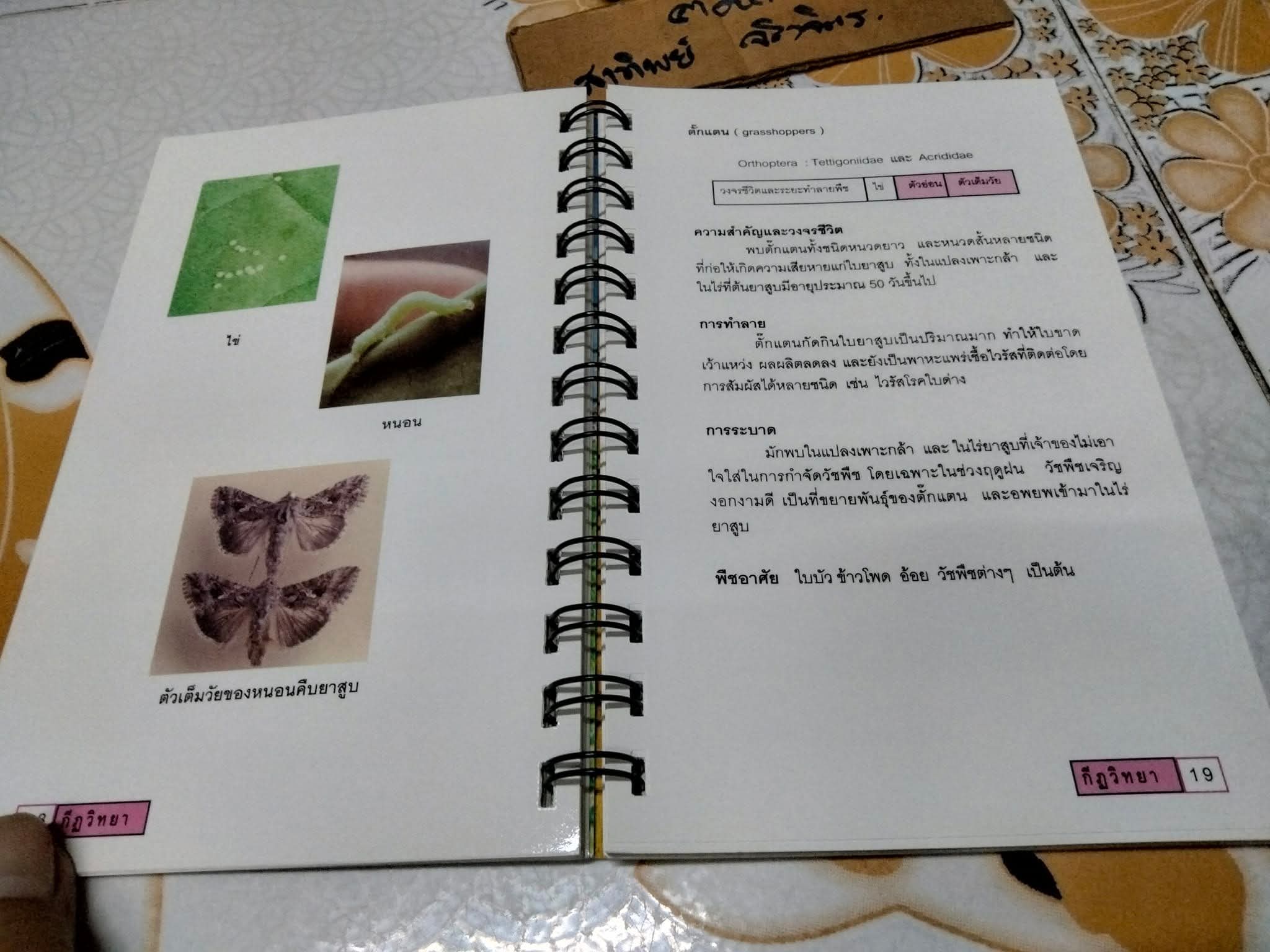 คู่มือ แมลงยาสูบ Tobacco Insect โดย กองกีฏวิทยา สถานีทดลองยาสูบแม่โจ้