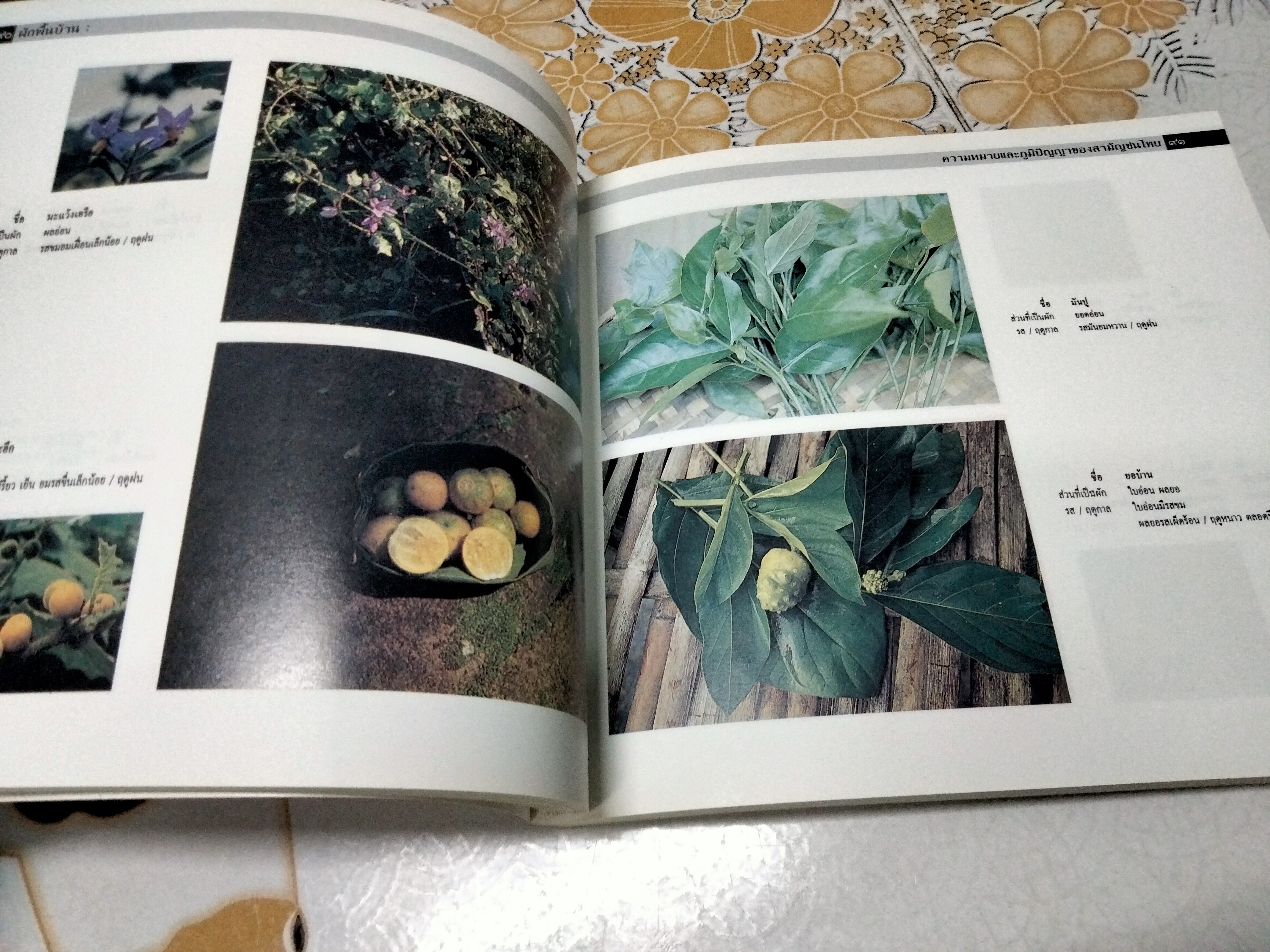 ผักพื้นบ้าน ความหมายและภูมิปัญญาของสามัญชนไทย โดย สถาบันการแพทย์แผนไทย กรมการแพทย์ กระทรวงสาธารณสุข