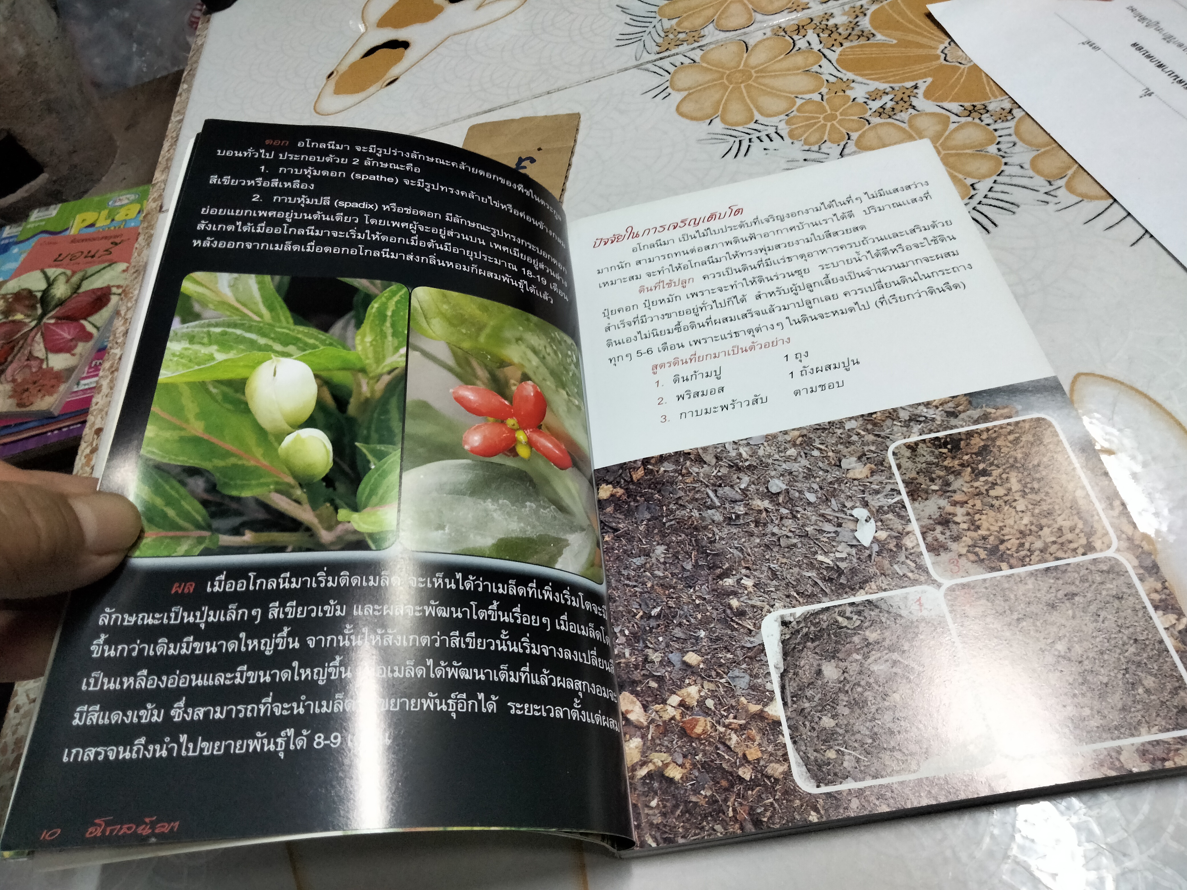 อโกลนีมา - ร้อยพรรณพฤกษา โดย อ.เศรษฐมันตร์ กาญจนกุล **สินค้าหมด**