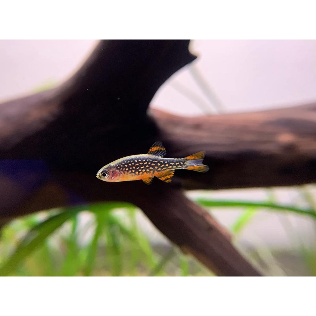 Keywing® IPhone Camera Lens 3 in 1 Phone Lens Kit for iPhone, Samsung, Smartphone เลนส์หนีบกล้องโทรศัพท์มือถือ