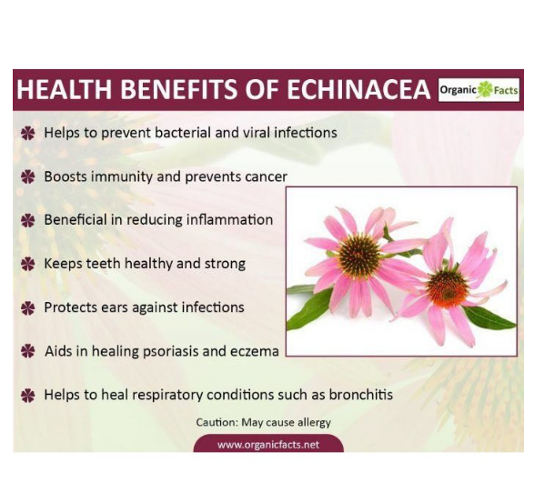 เอ็กไคนาเซีย Echinacea 400 mg 100 capsules (Swanson®) สร้างภูมิคุ้มกันและเสริมสร้างความแข็งแรงของร่างกาย