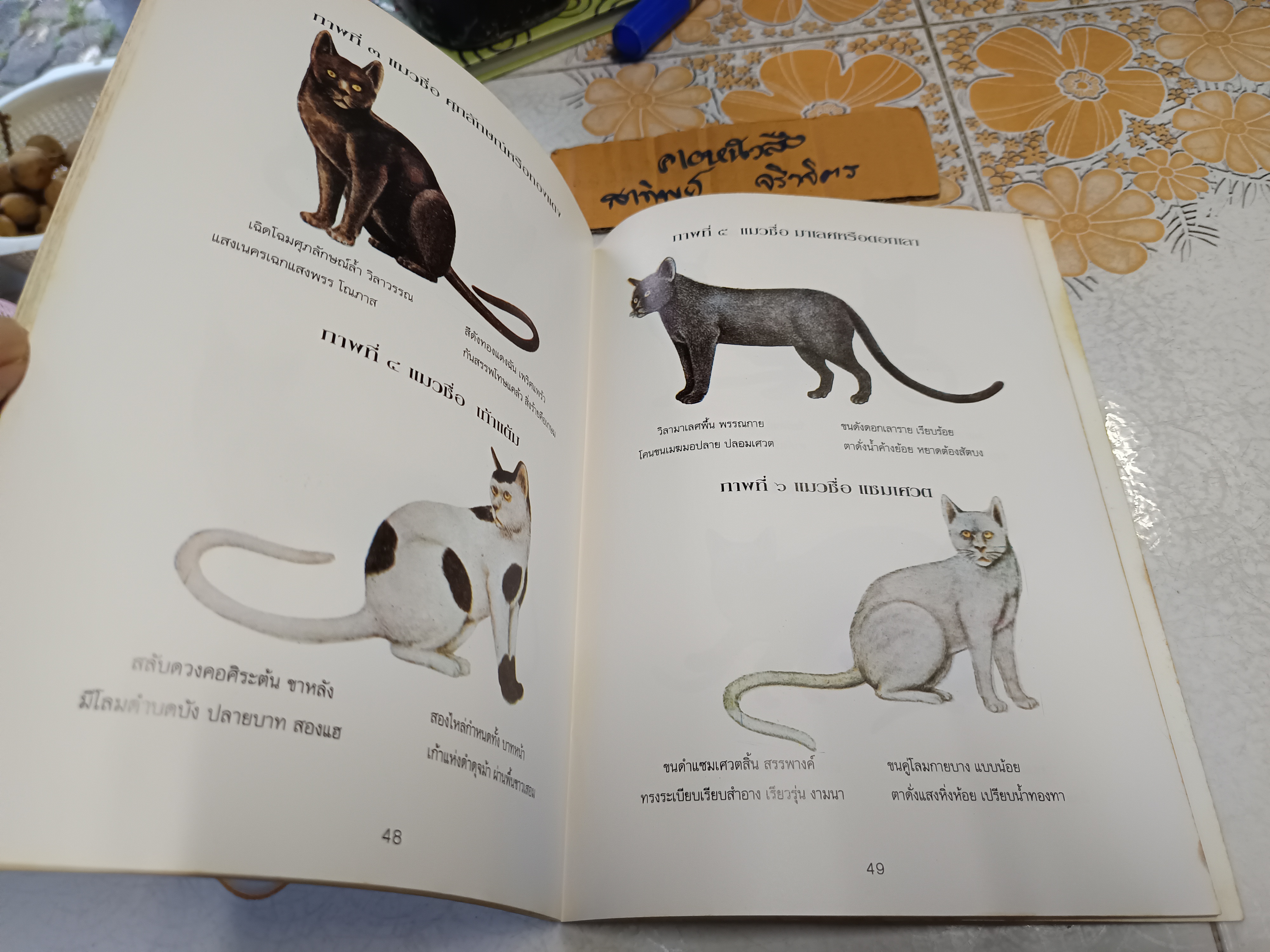 หนังสืออนุสรณ์ คุณแม่หนูทับ พุฒาพิทักษ์ วันพุธที่ 11 มีนาคม 2535 #ตำราแมว