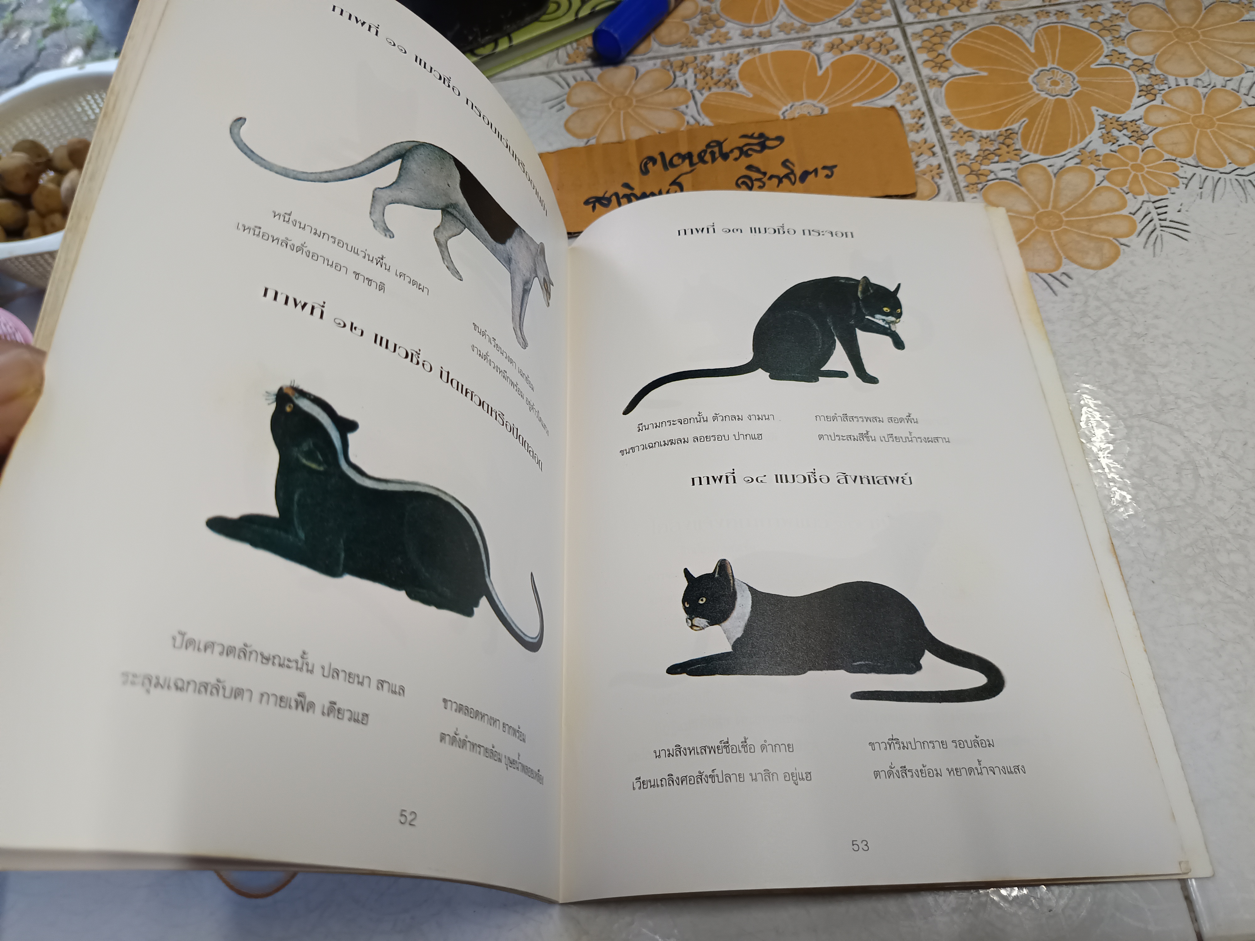 หนังสืออนุสรณ์ คุณแม่หนูทับ พุฒาพิทักษ์ วันพุธที่ 11 มีนาคม 2535 #ตำราแมว