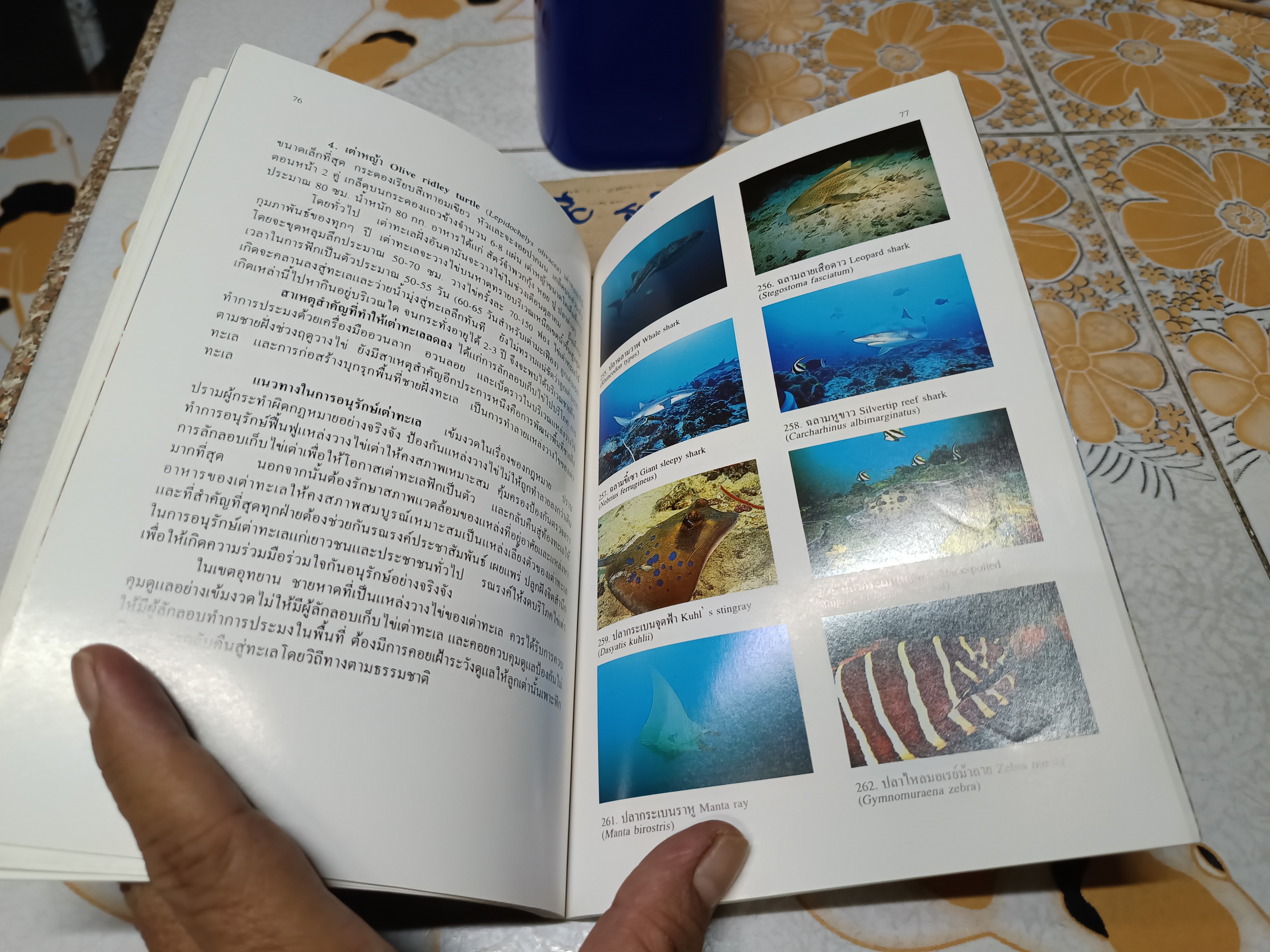 โครงการอุทยานใต้ทะเล จุฬาภรณ์ 36 คู่มือสัตว์และพืชในแนวปะการังหมู่เกาะสุรินทร์และสิมิลัน