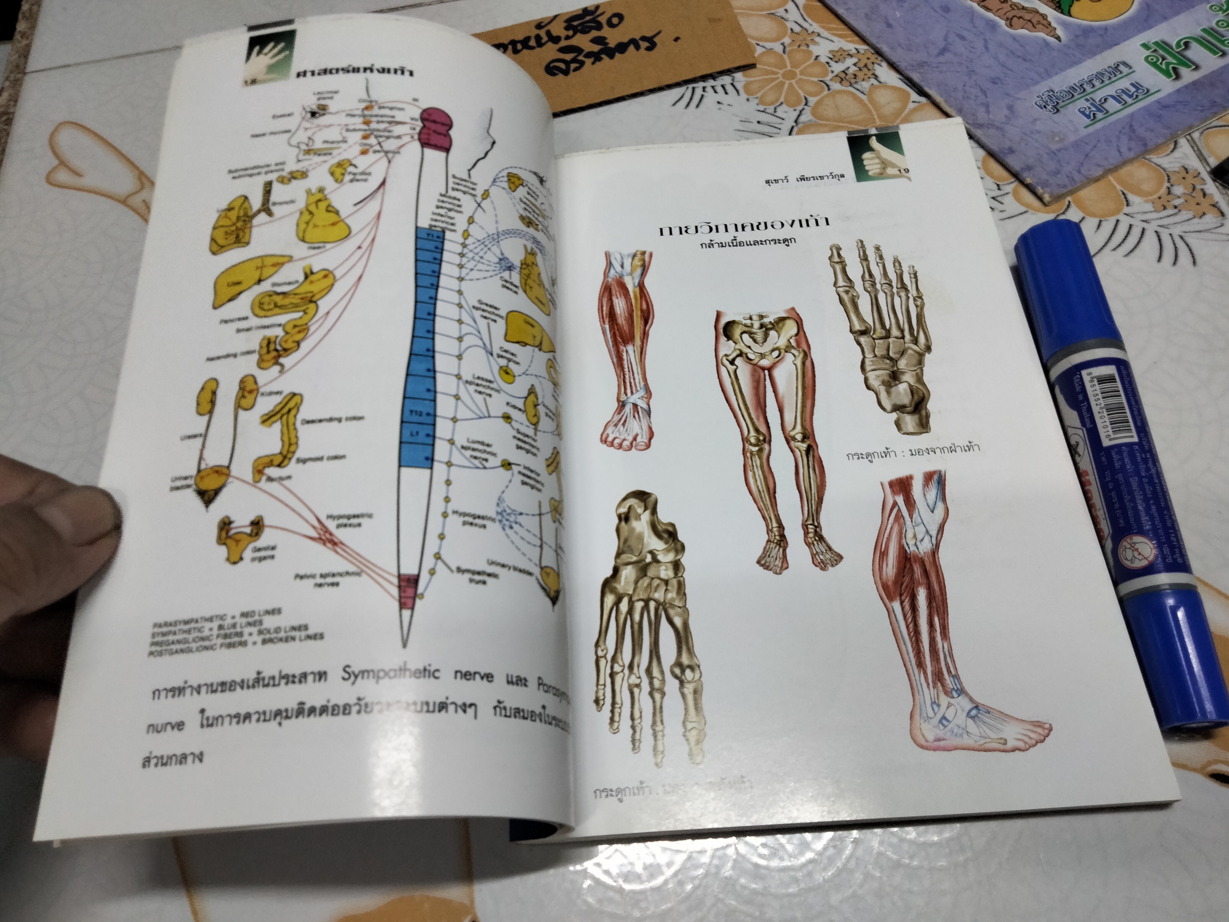 คู่มือหมอประจำครอบครัว ศาสตร์แห่งเท้า โดย สุเชาว์ เพียรเชาว์กุล **สินค้าหมด**