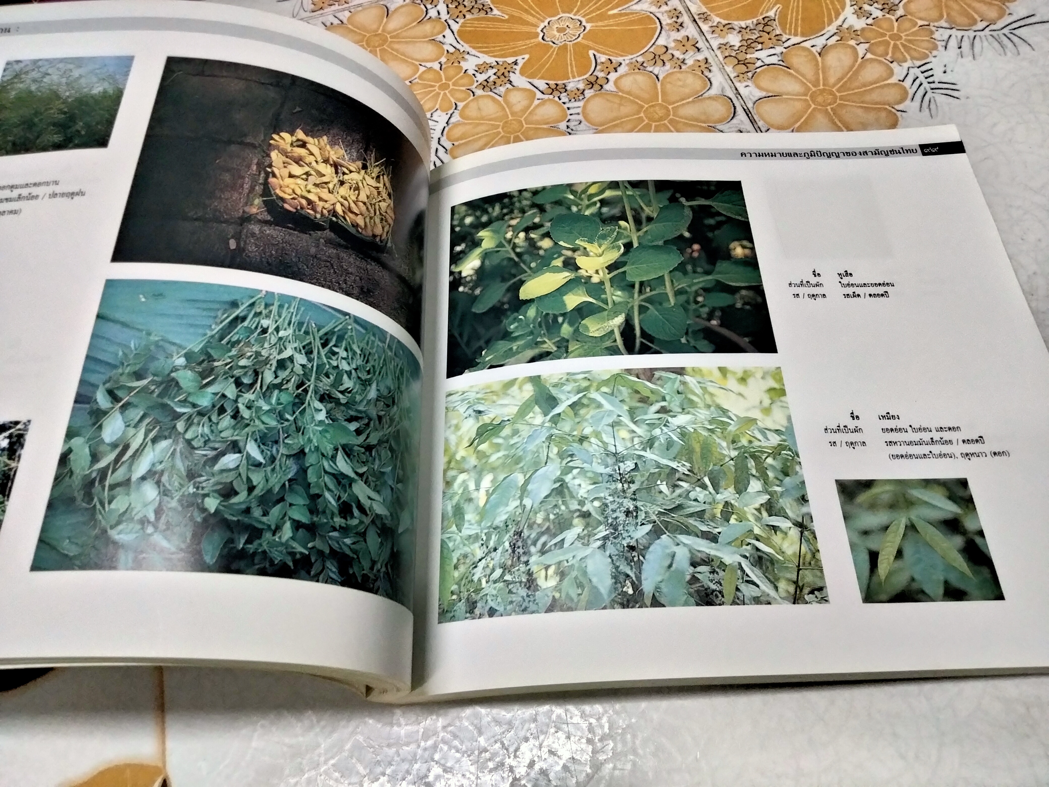 ผักพื้นบ้าน ความหมายและภูมิปัญญาของสามัญชนไทย โดย สถาบันการแพทย์แผนไทย กรมการแพทย์ กระทรวงสาธารณสุข