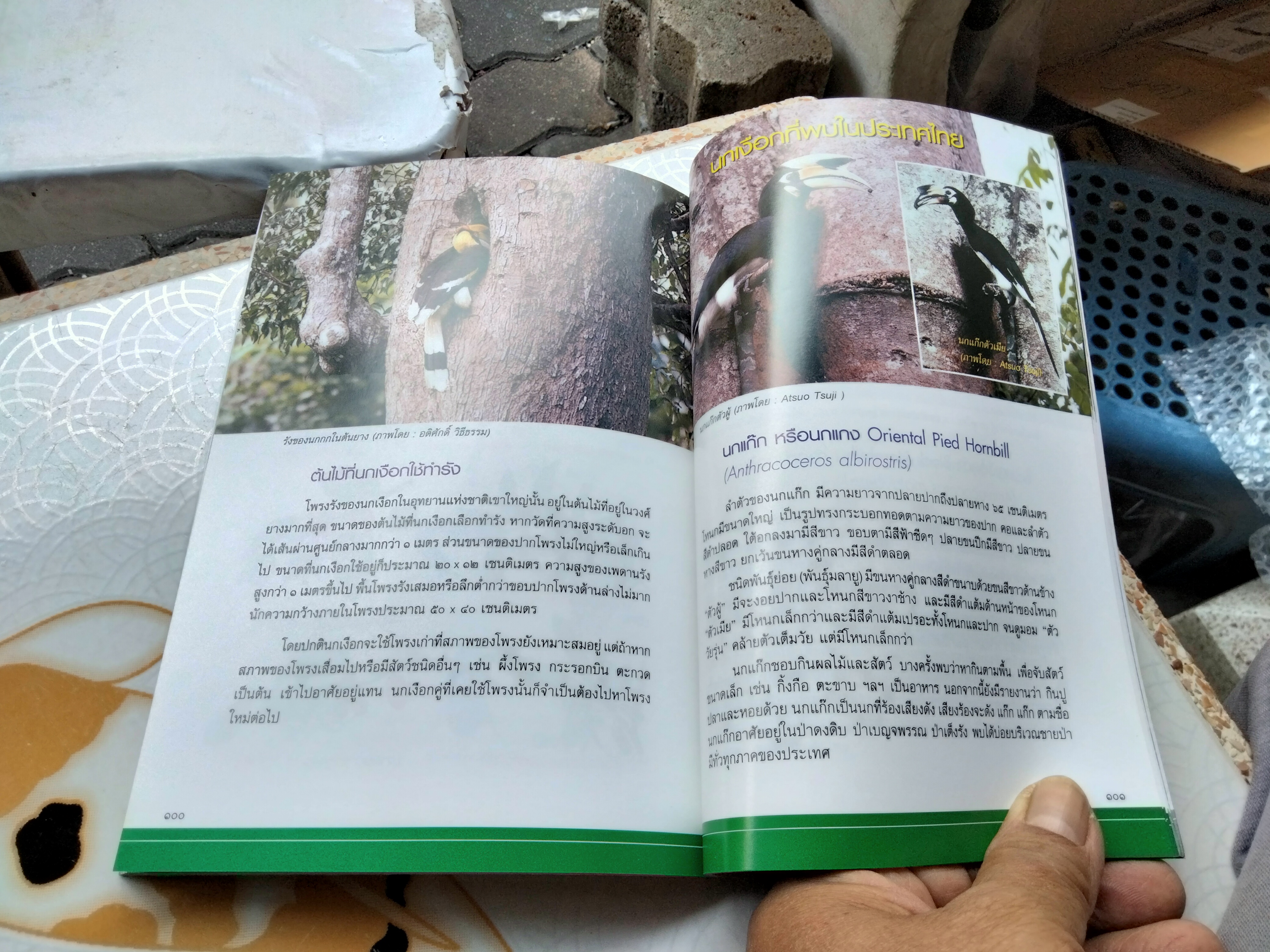 นกเงือกเกาะช้าง นกเงือกไทย , หนังสือ คำนำโดย ศาสตราจารย์ ดร.พิไล พูลสวัสดิ์ ปีพ.ศ 2548 **สินค้าหมด**