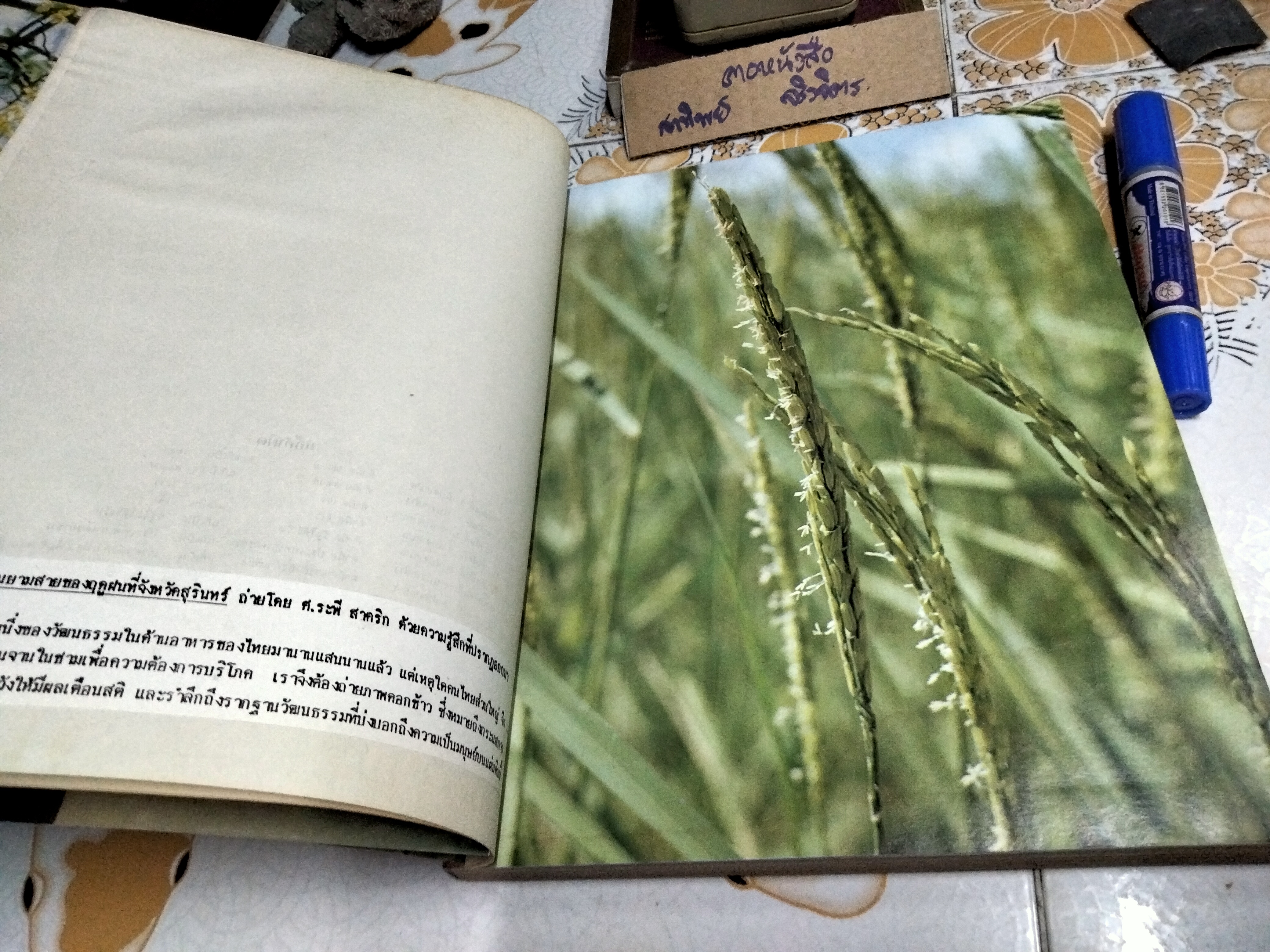 เพียงข้าวเมล็ดเดียว โดย ศาสตราจารย์ ระพี สาคริก พิมพ์ พ.ศ.2525 **สินค้าหมด**