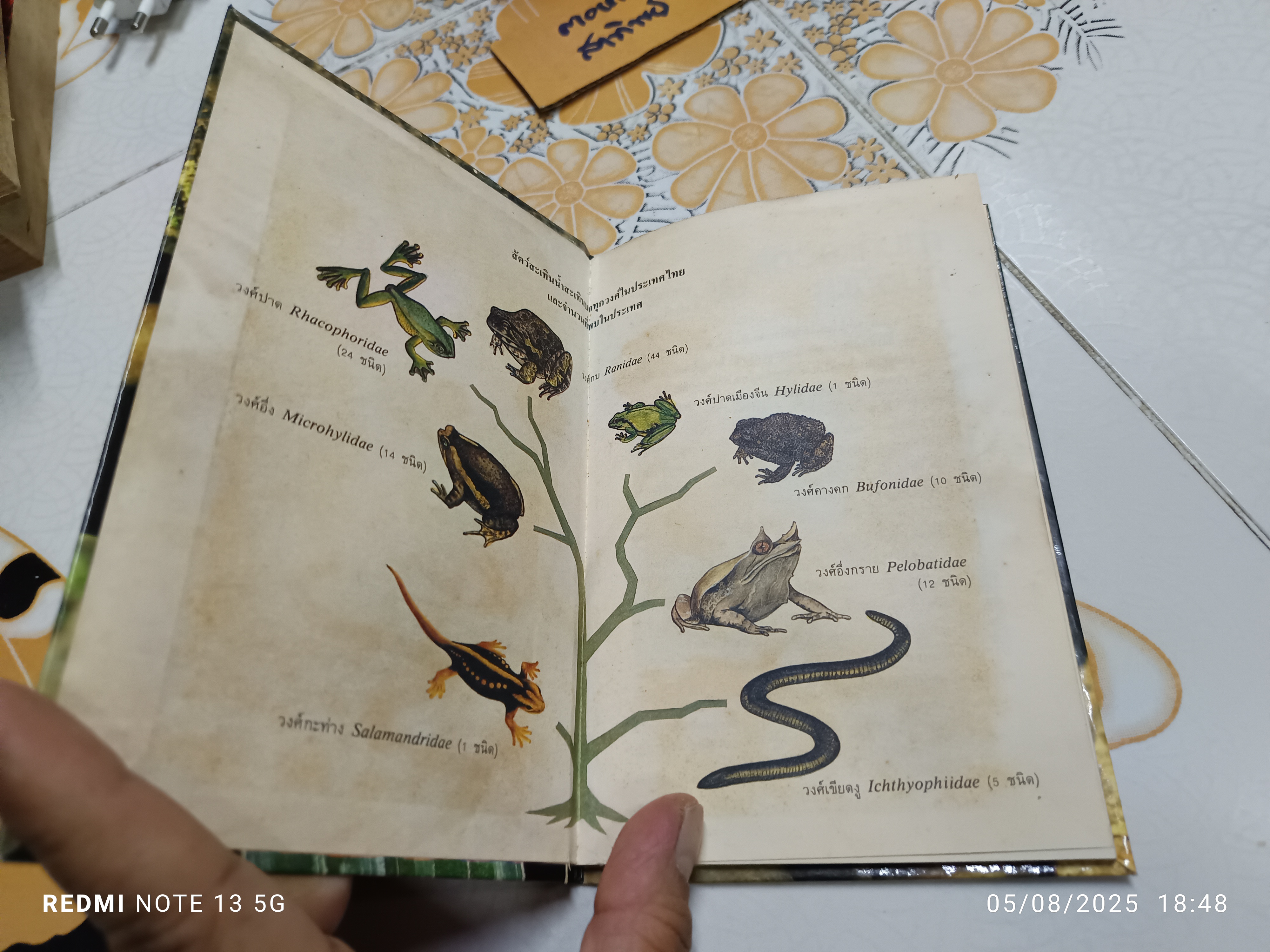 สัตว์สะเทินน้ำสะเทินบก เขียนโดย จารุจินต์ นภีตะภัฏ. หนังสือชุดความรู้ไทยขององค์การค้าคุรุสภา พิมพ์ครั้งแรกพ.ศ 2531