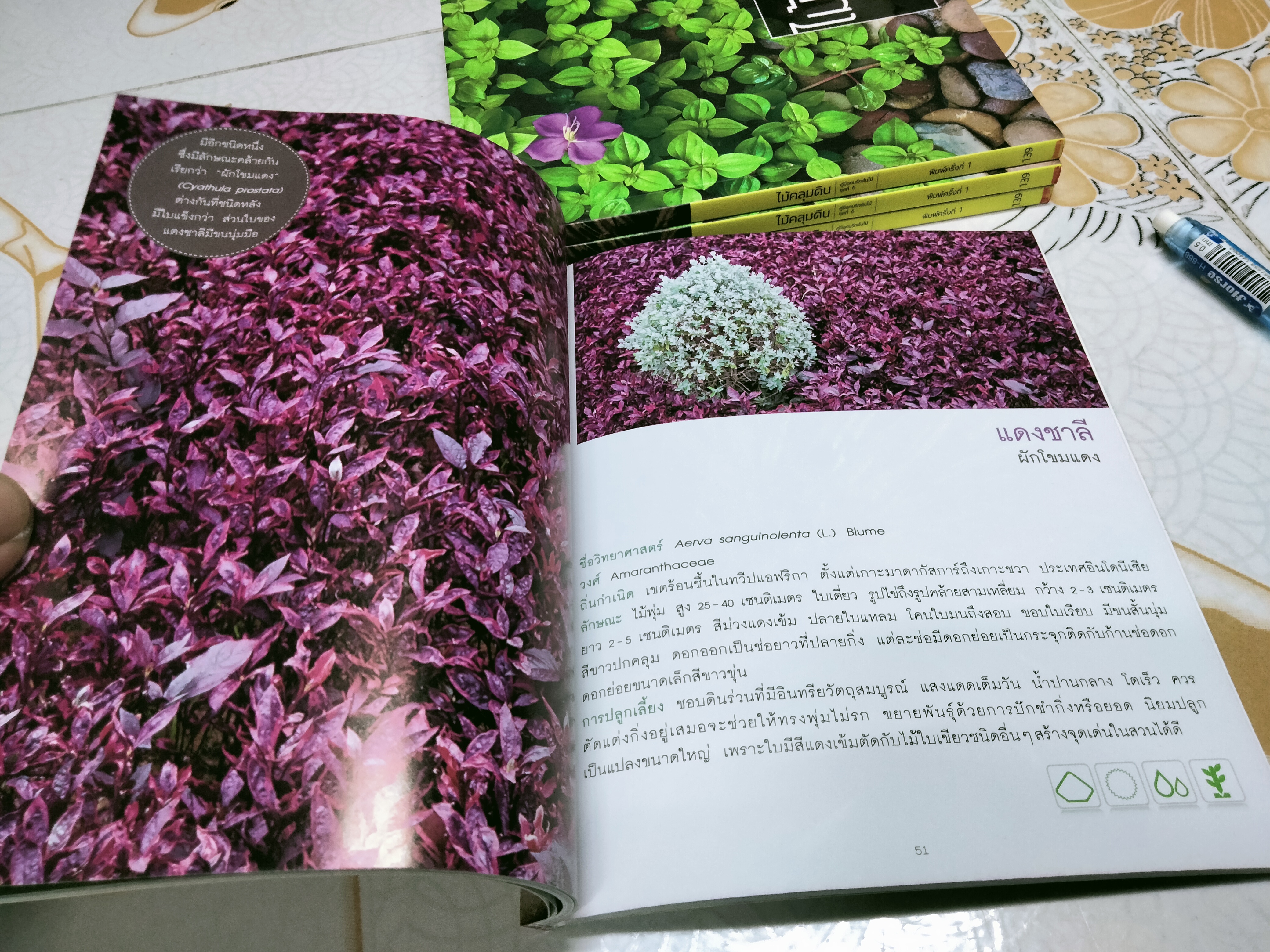 ไม้คลุมดิน - คู่มือคนรักต้นไม้ ชุดที่ 6 โดย ธิวลักษณ์ บุนนาค พิมพ์ครั้งที่ 1 สำนักพิมพ์บ้านและสวน **สินค้าหมด**