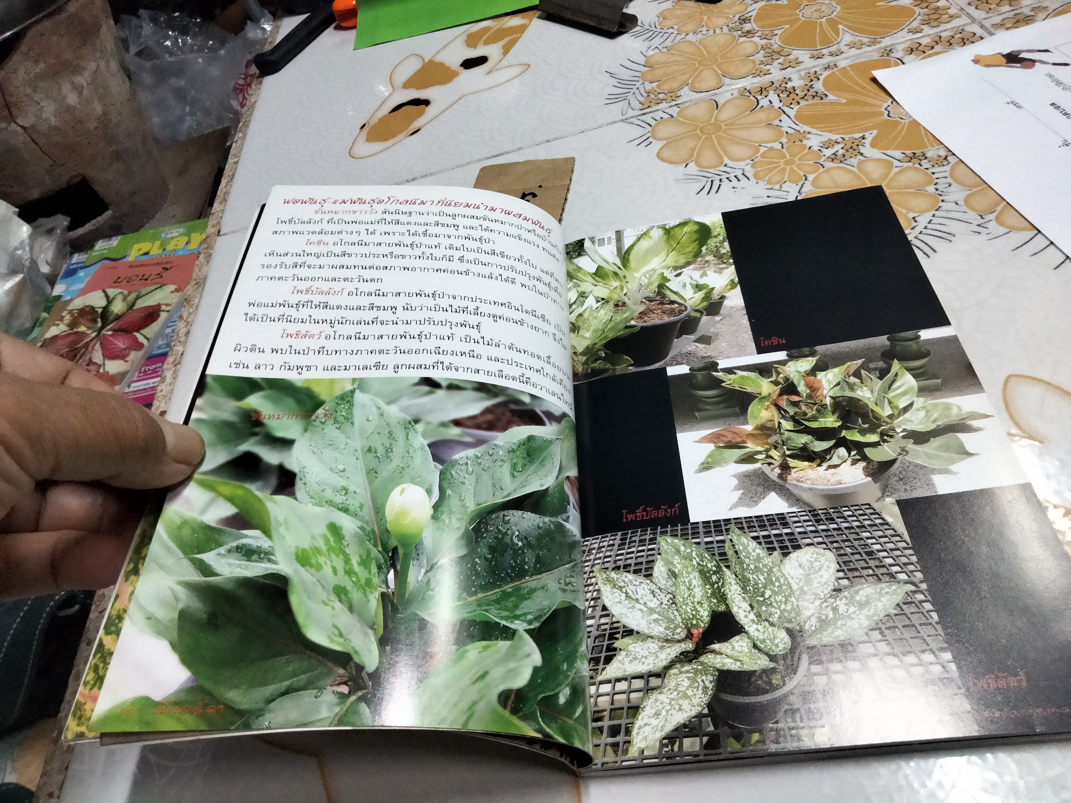 อโกลนีมา - ร้อยพรรณพฤกษา โดย อ.เศรษฐมันตร์ กาญจนกุล **สินค้าหมด**