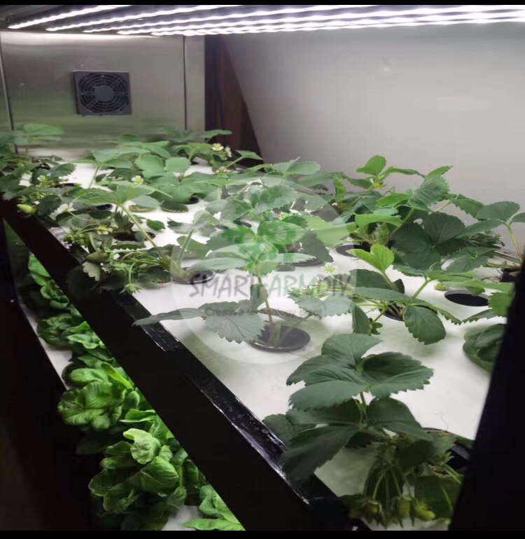 ตู้ปลูกผักอัจฉริยะ