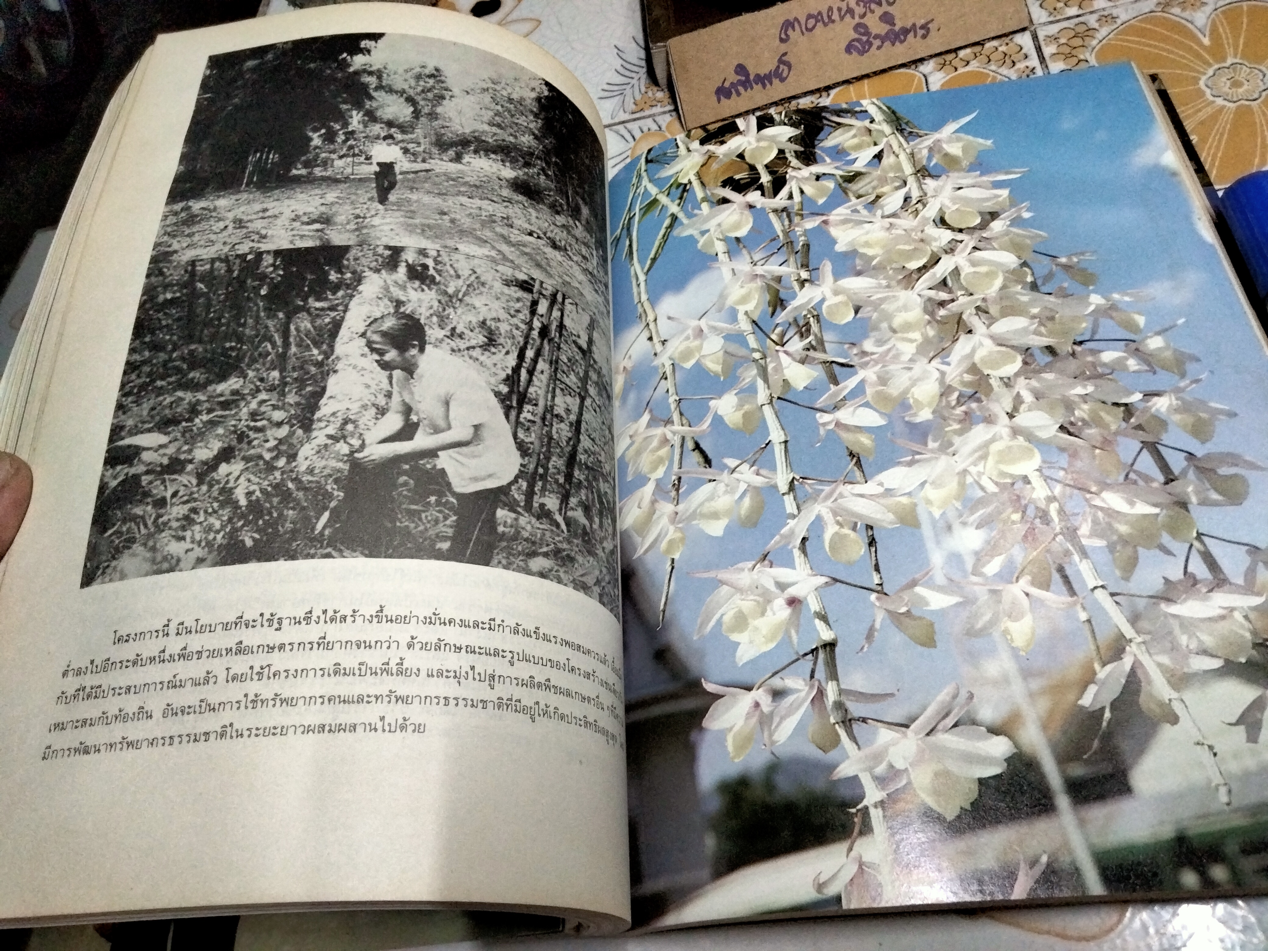 เพียงข้าวเมล็ดเดียว โดย ศาสตราจารย์ ระพี สาคริก พิมพ์ พ.ศ.2525 **สินค้าหมด**