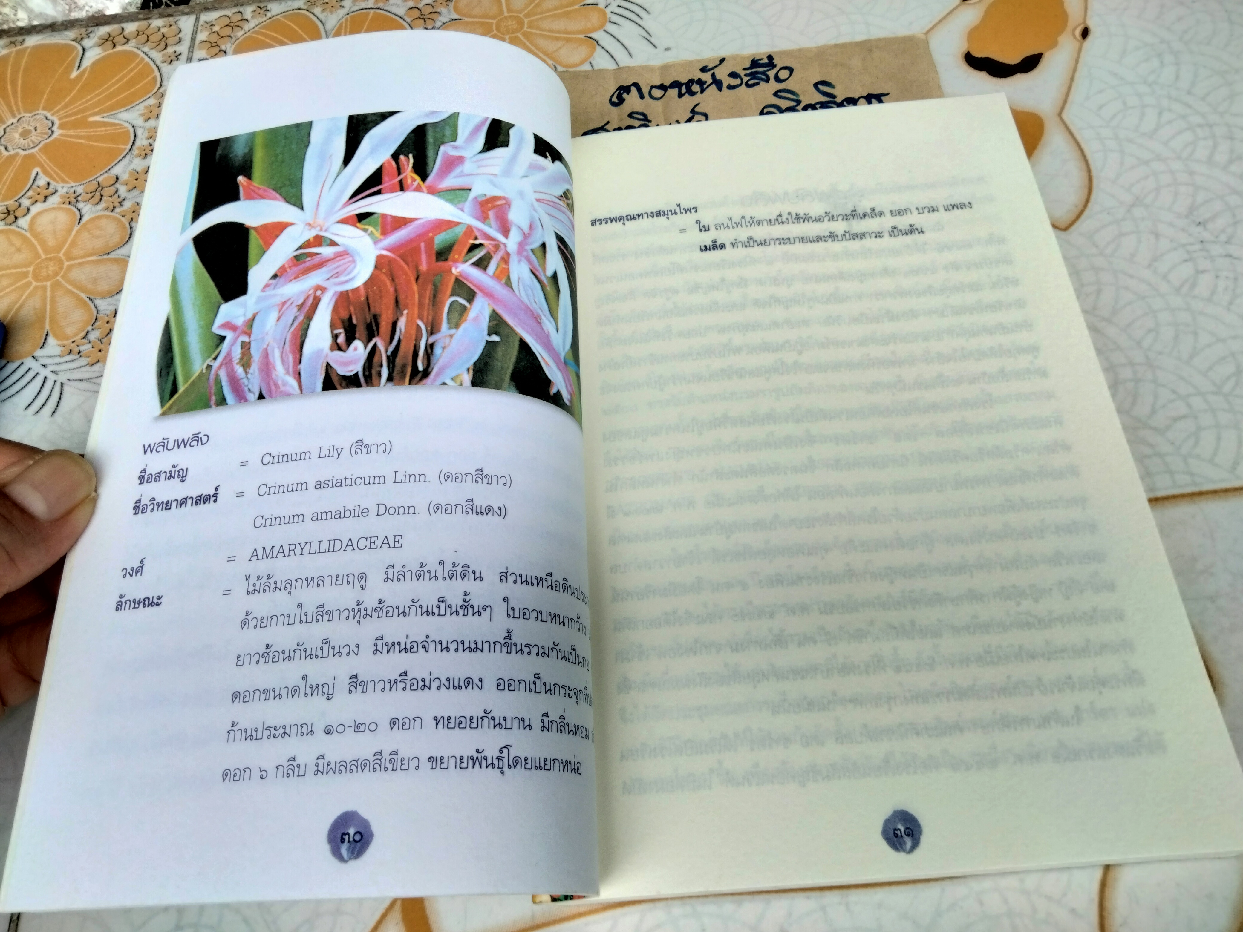 ดอกไม้ในสวน โดย เดือนฉาย คอมันตร์